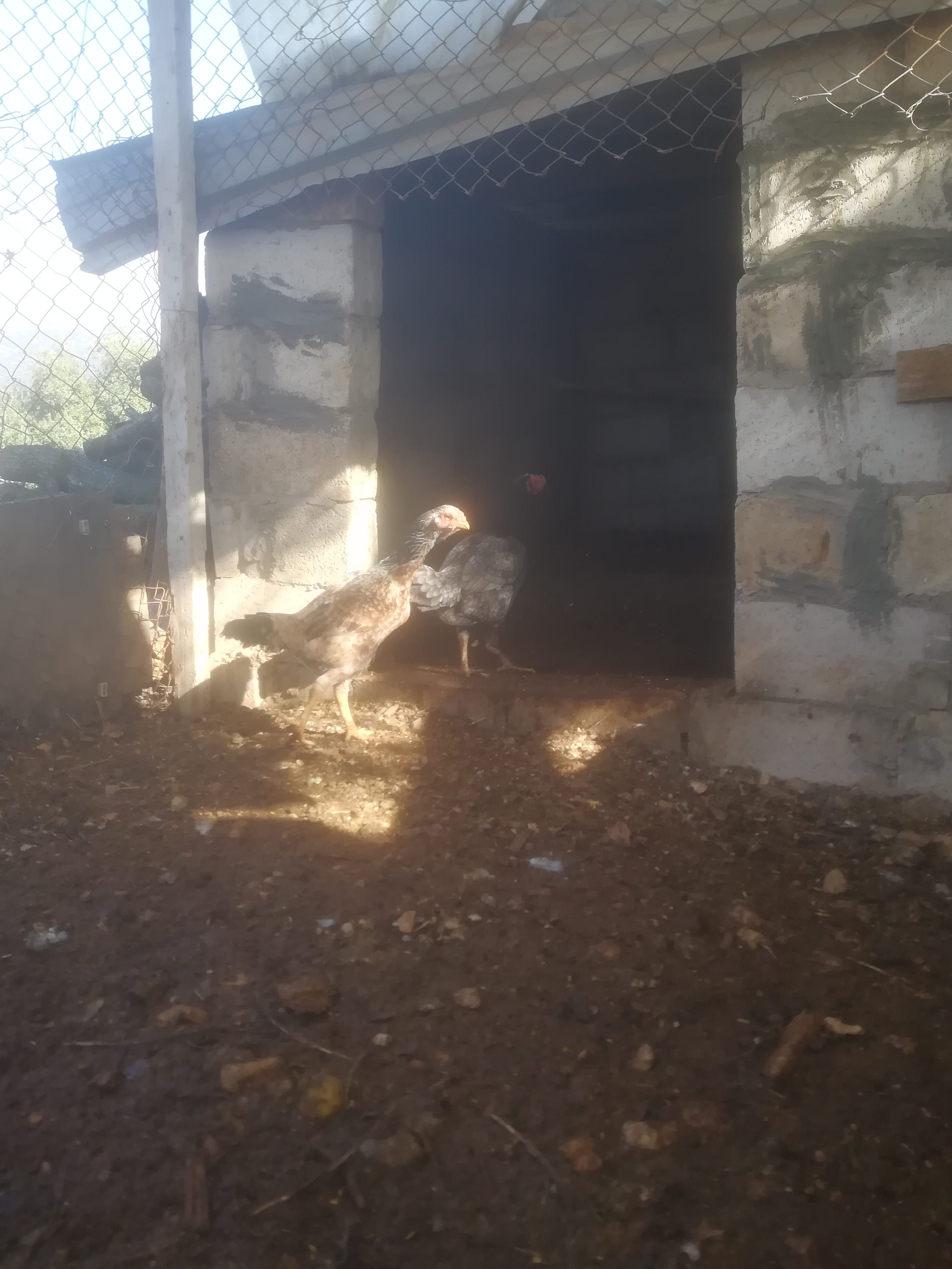 جاجتين باكستاني ألماني شغالات للبيع
لا تنسَ أنك شاهدت هذا الإعلان في عنكبوت
او للبدل على حبش...