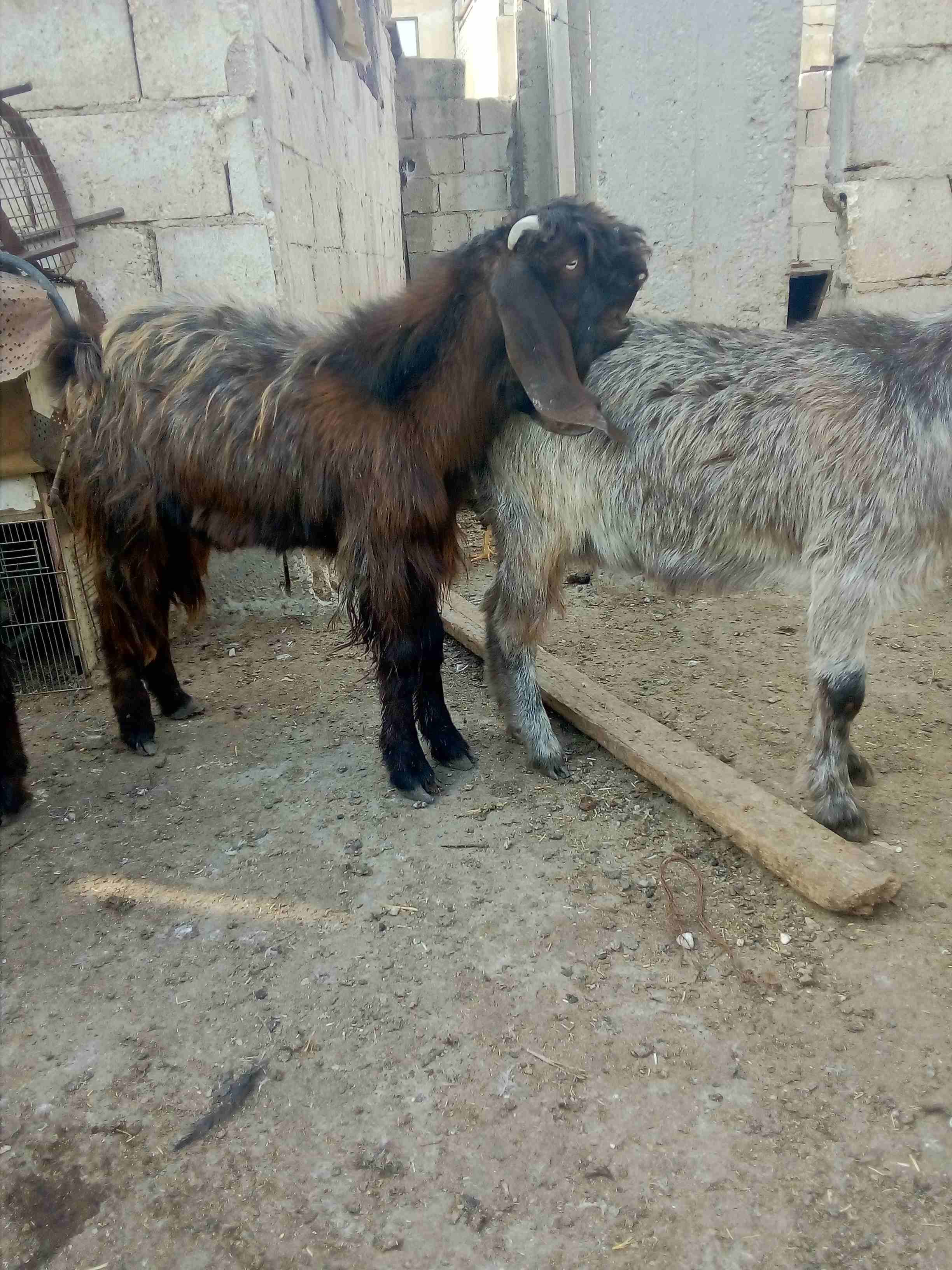 جدي ثني شامي نخب أول هداد لبدل غنم
لا تنسَ أنك شاهدت هذا الإعلان في عنكبوت
جدي ثني شامي نخب أول...