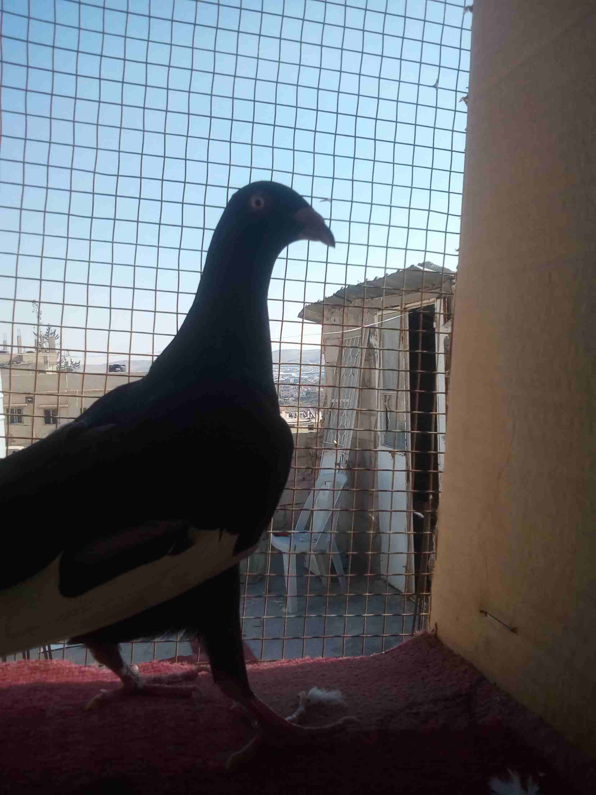 ملحهههه
لا تنسَ أنك شاهدت هذا الإعلان في عنكبوت
مسود مكابي ملحه بواقي ريشتين...