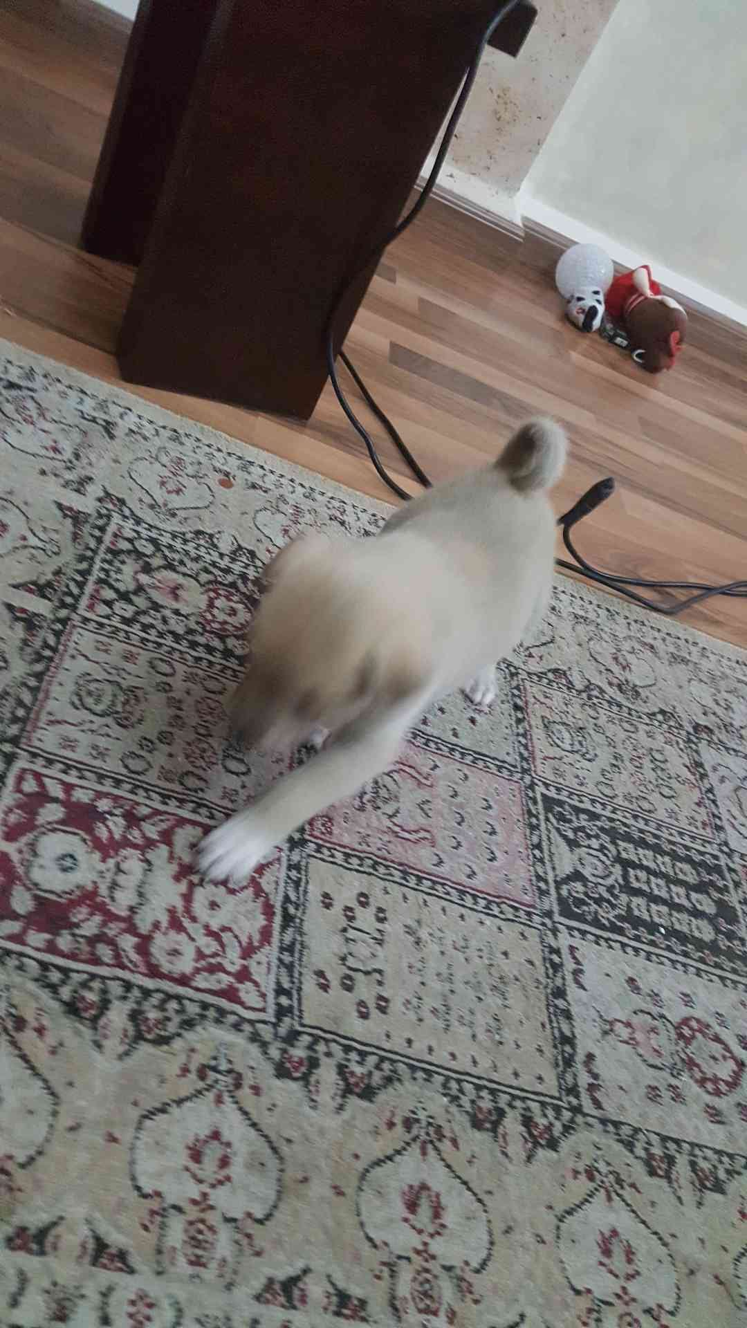 شو نوع الجرو
لا تنسَ أنك شاهدت هذا الإعلان في عنكبوت
شو نوع الجرو...