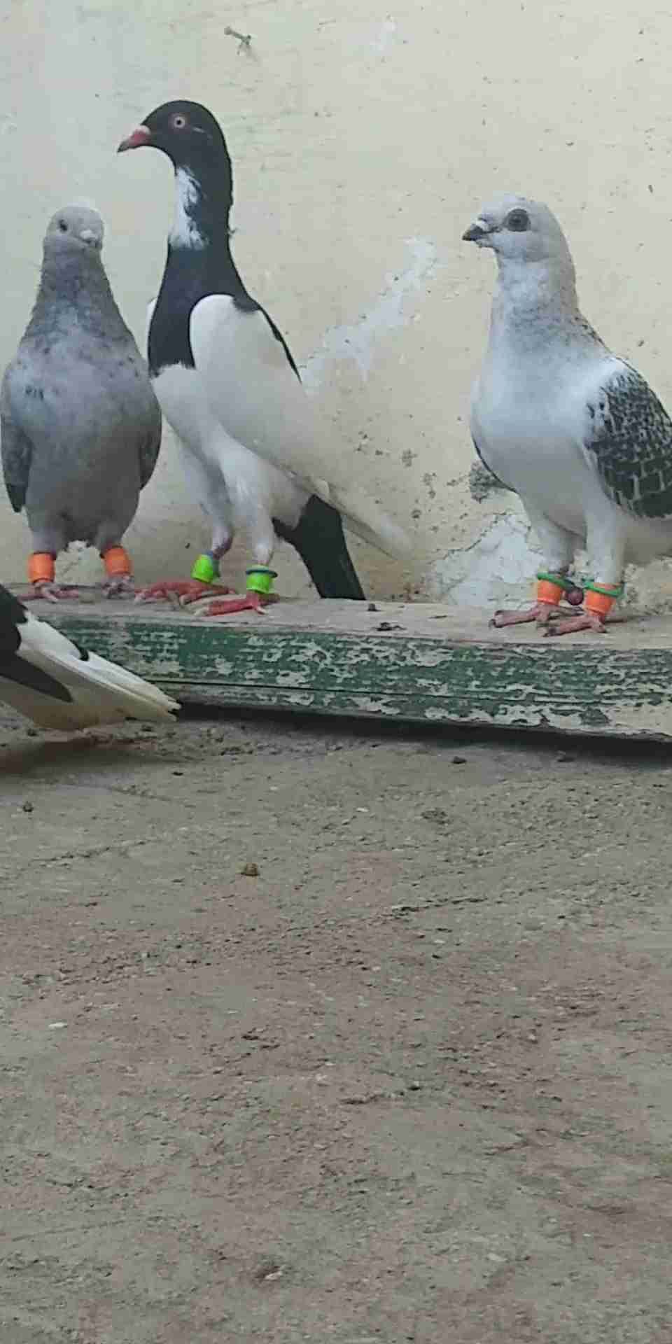 5 جواز شغالات و5 طواير للبيع 0795762012
لا تنسَ أنك شاهدت هذا الإعلان في عنكبوت
1. جوز يهوديا...