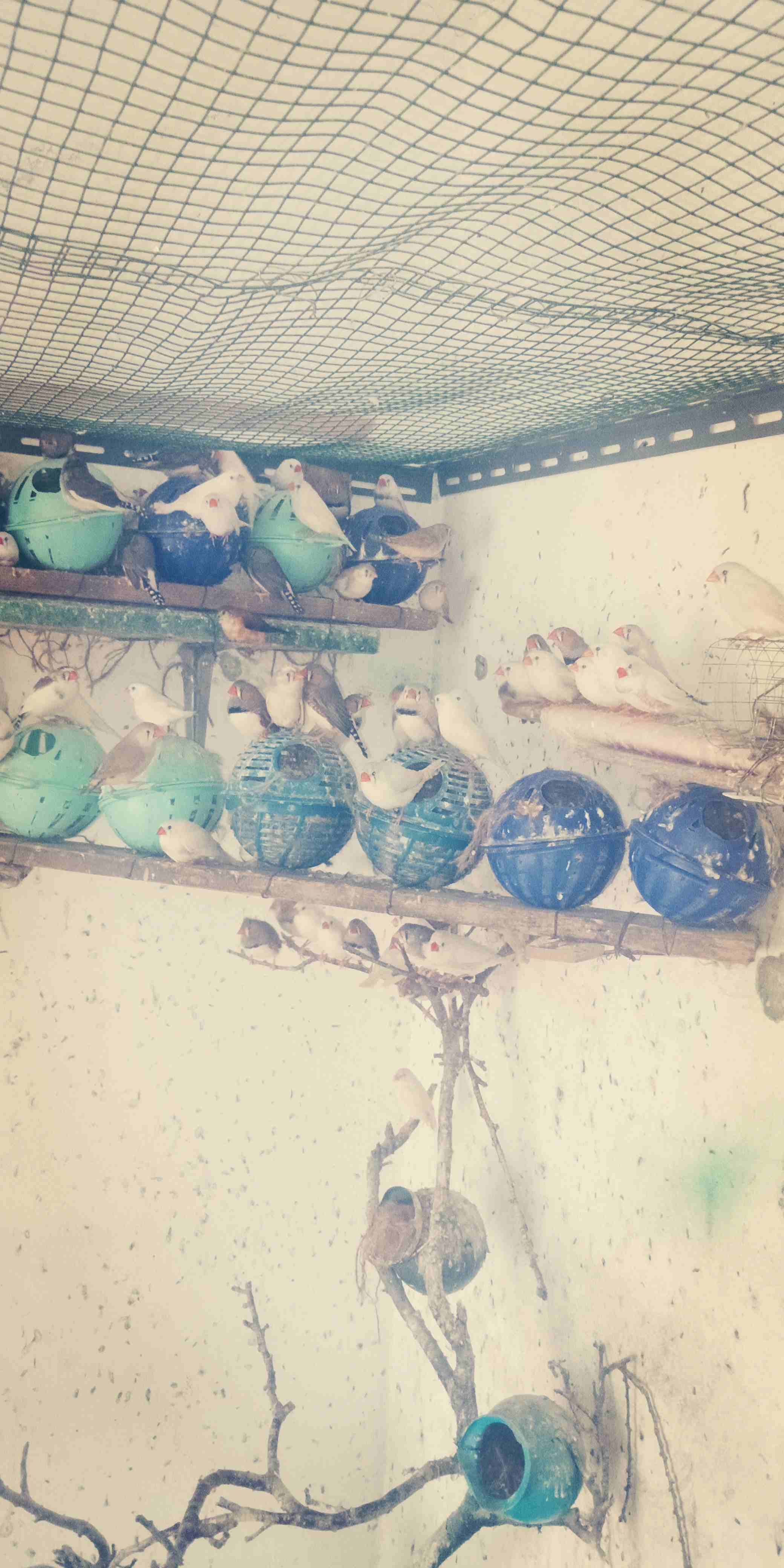 طيور الجنه صلات النبي صحه وحجم كله تحتيه بيض وفراخ اكثره لون ابيض البيع كوم فقط
لا تنسَ أنك شاهدت هذا الإعلان في عنكبوت...