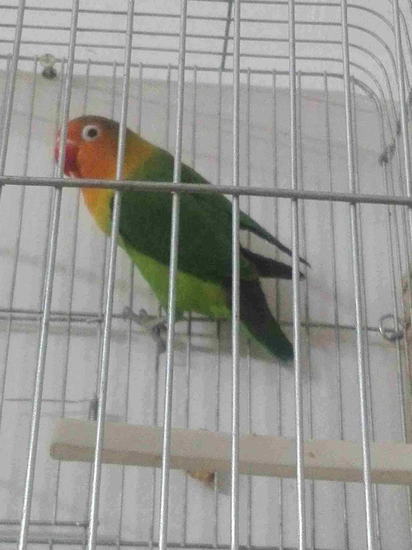 ببغاء للبيع
لا تنسَ أنك شاهدت هذا الإعلان في عنكبوت
حي رمزي مقابل مدرسه زينب...
