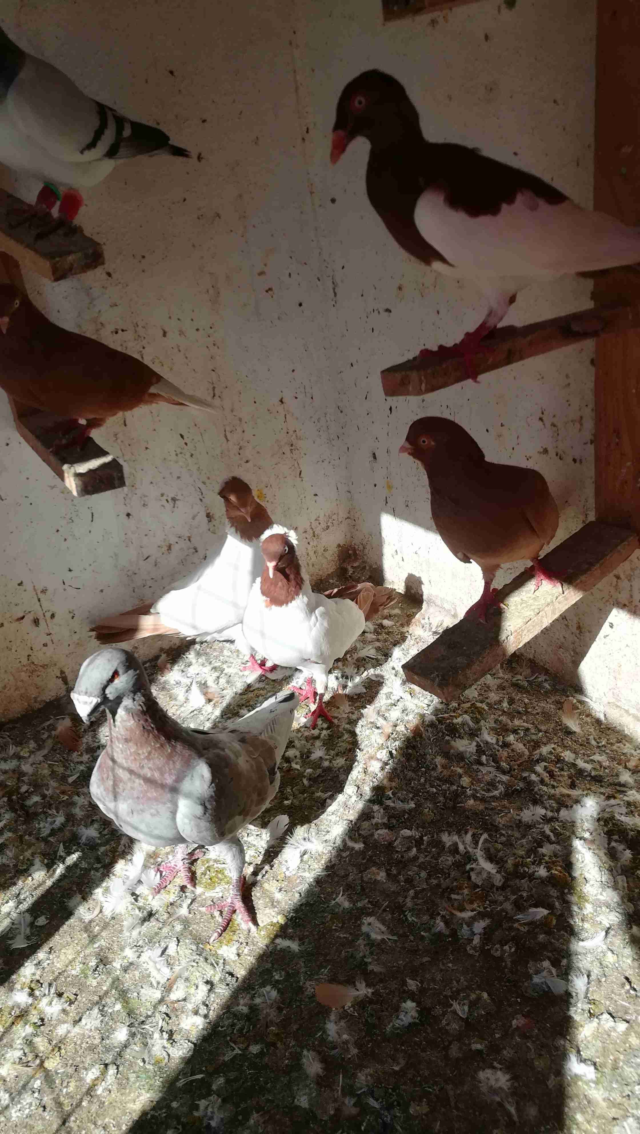 فحل وطيره بواقي ريشه
لا تنسَ أنك شاهدت هذا الإعلان في عنكبوت
ارياش اصفر وطيره حمره بواقي ريشه...