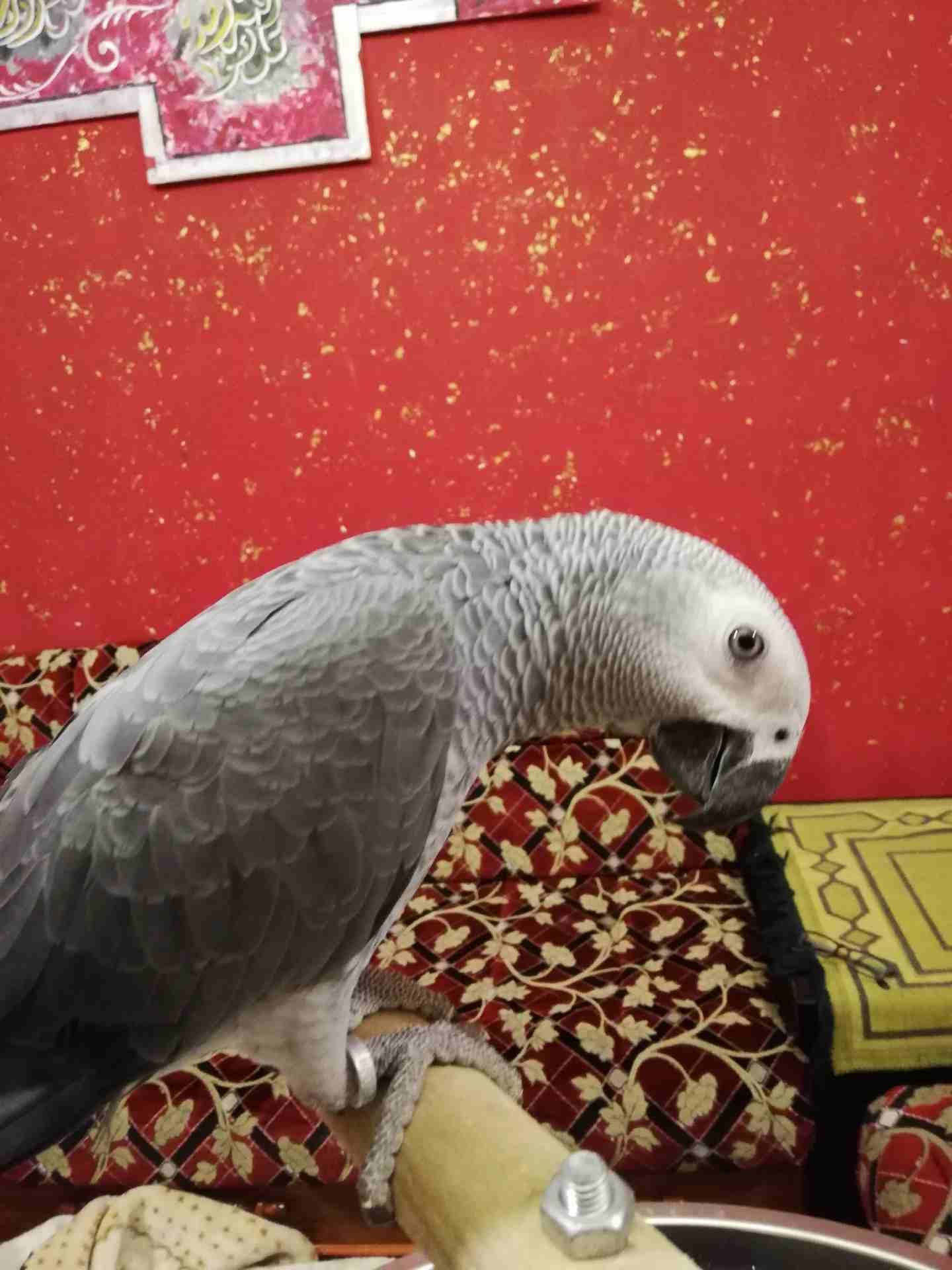 فرخ كاسكو اليف للبيع
لا تنسَ أنك شاهدت هذا الإعلان في عنكبوت
فرخ كاسكو أليف جدا للبيع... مزرعه......
