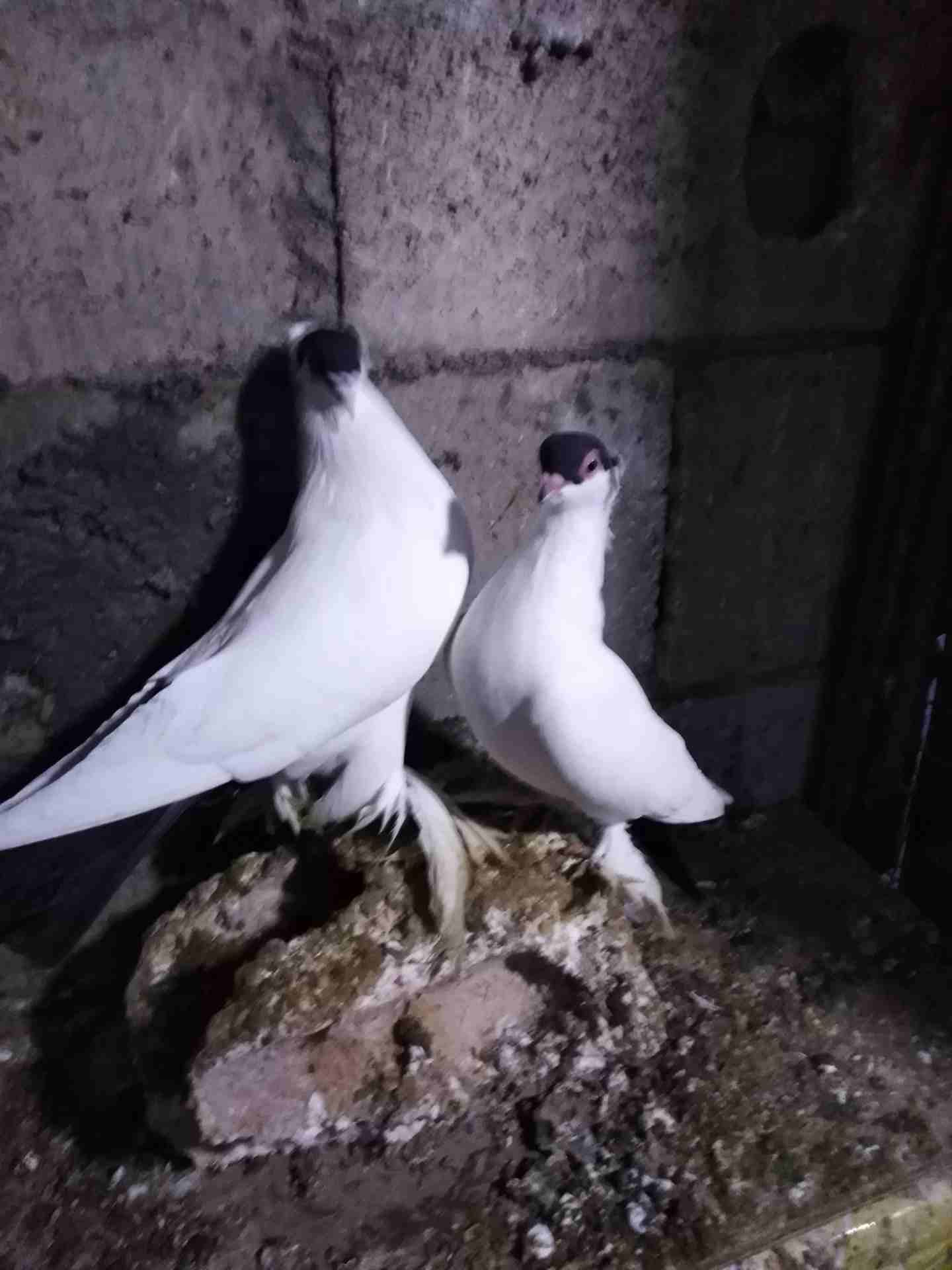 جوز بالوني للبيع
لا تنسَ أنك شاهدت هذا الإعلان في عنكبوت
جوز شغال مطارد على بيض الطيره بندوقه وال...