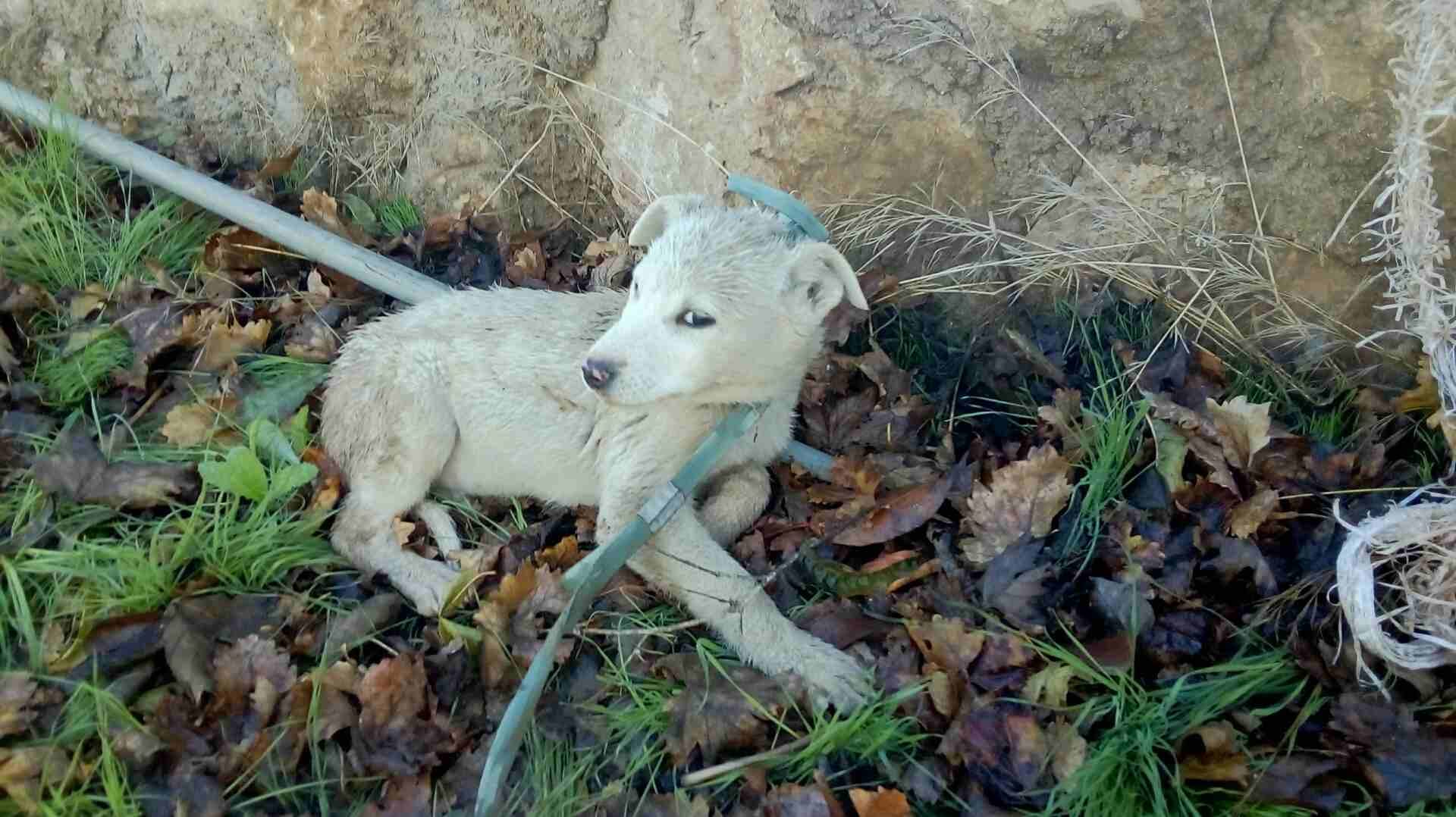 جرو بلدي عمر 6 شهور
لا تنسَ أنك شاهدت هذا الإعلان في عنكبوت
جرو بلدي عمر 6 شهور...