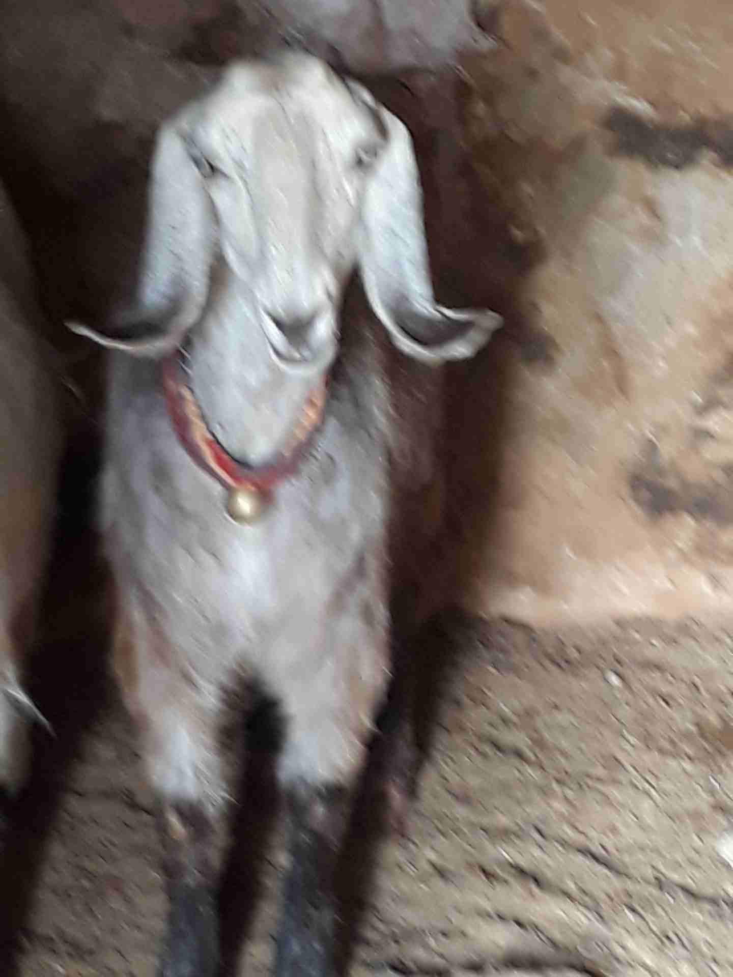 ثنيه كفاله حليب
لا تنسَ أنك شاهدت هذا الإعلان في عنكبوت
ثنيه كفاله حليب موجوده بالمفرق...