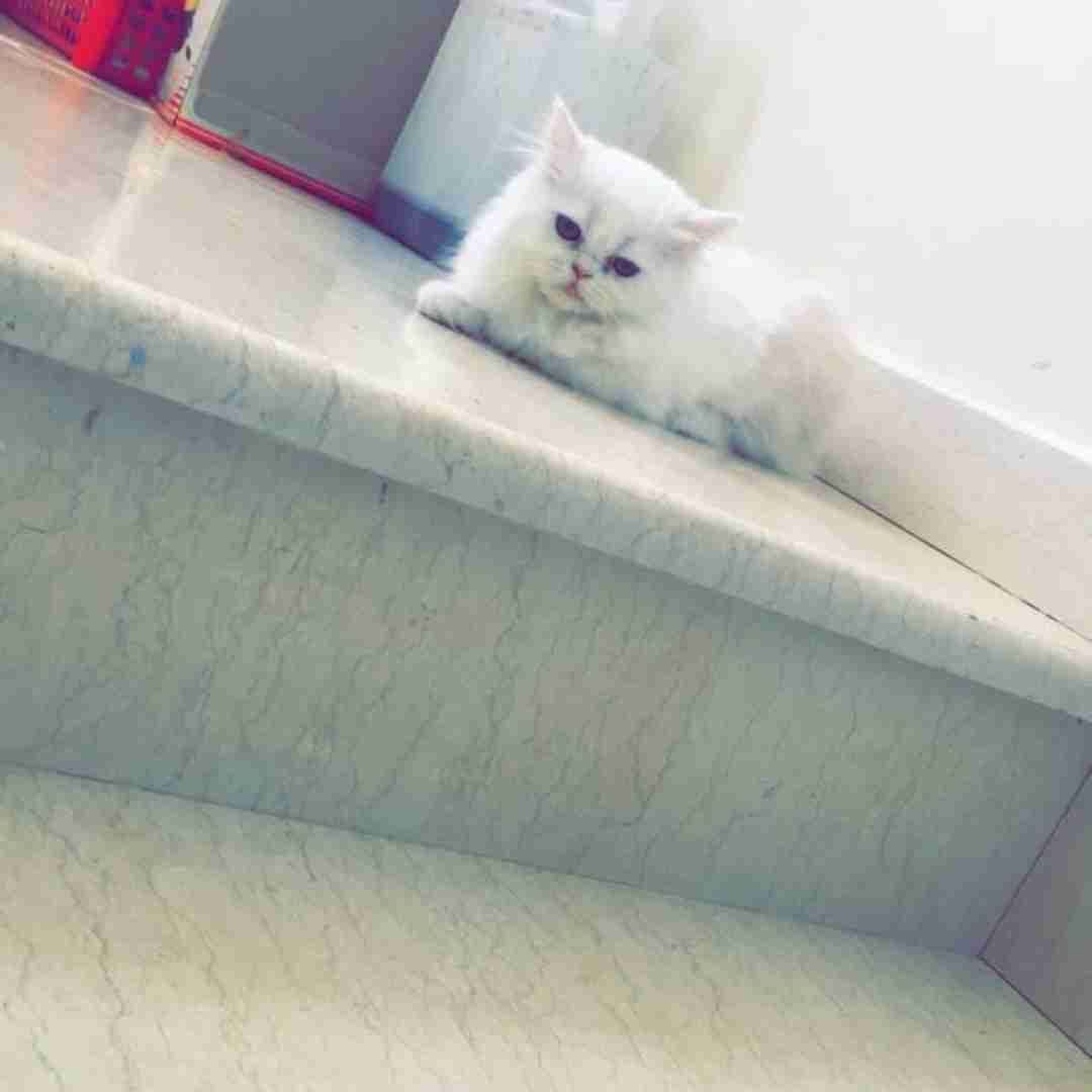 بسة سكوتش مكس
لا تنسَ أنك شاهدت هذا الإعلان في عنكبوت
العمر خمس شهور
انثى
لعوبة
ما بتوسخ...