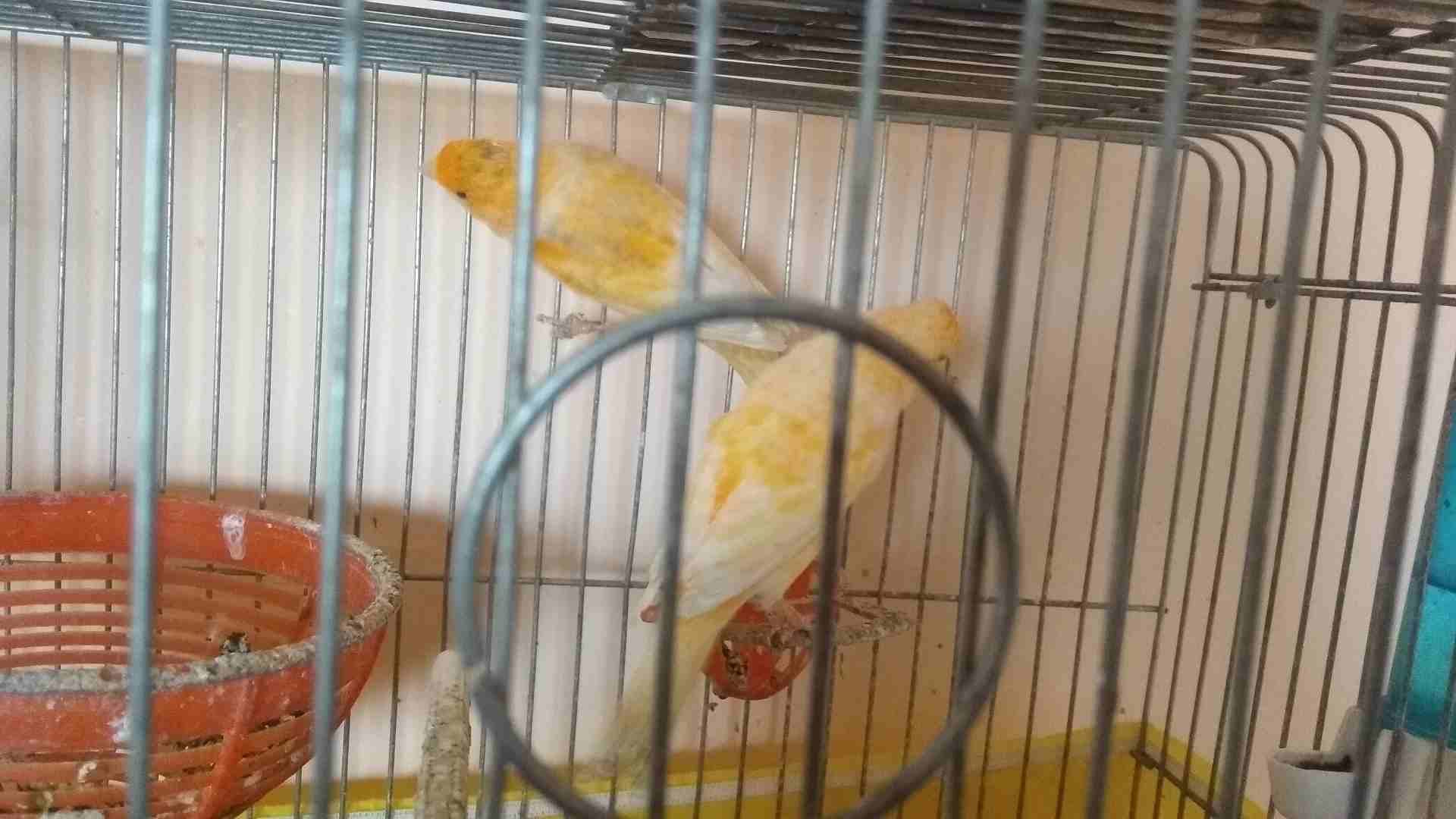 جوز جزري
لا تنسَ أنك شاهدت هذا الإعلان في عنكبوت
فحل جزري زي النار والطيرة بدها شوية دعم وبتشتغل...