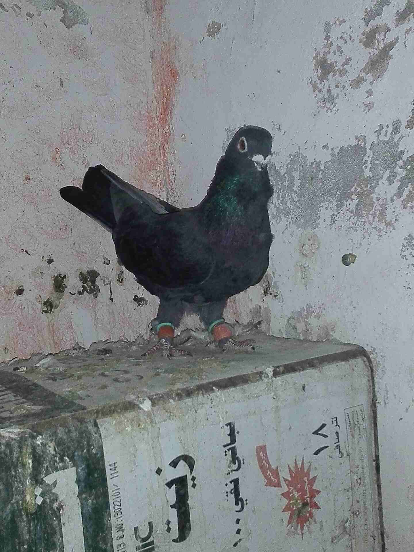 جوزين للبيع . شغالان كفاله شغل .حرق حرق
لا تنسَ أنك شاهدت هذا الإعلان في عنكبوت
جوز.نوريات زرق ول...
