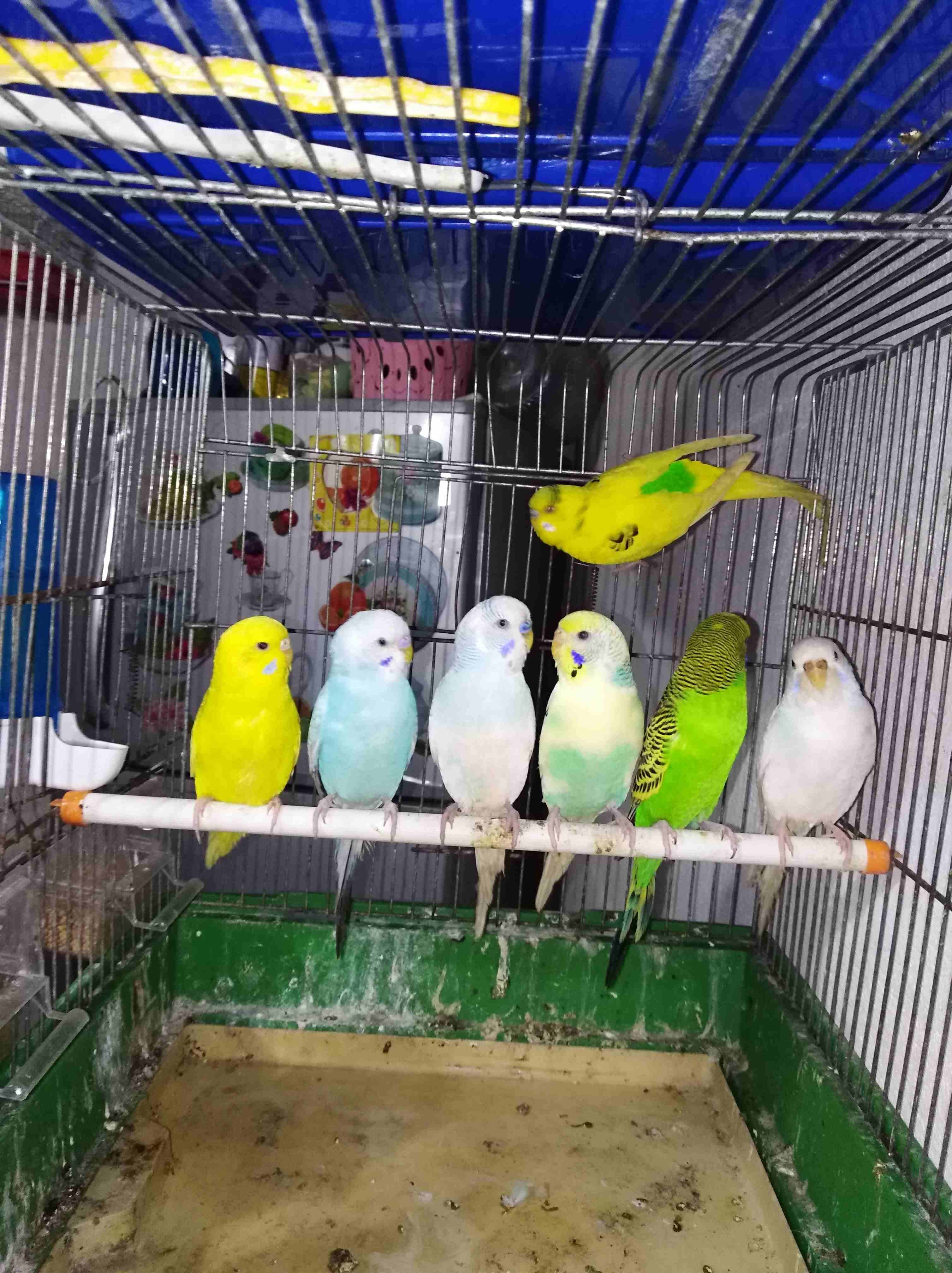3جواااز حب بلدي فيهم جوز معو فرخ مفهوم جوز شغاله ومنتجه الله يبارك لصحب نصيب
لا تنسَ أنك شاهدت هذا الإعلان في عنكبوت...