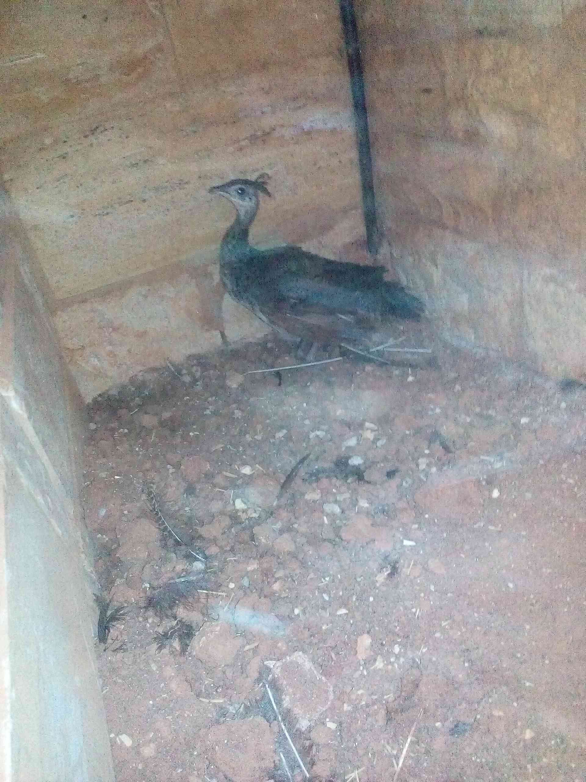 طائوس للبيع العمر سبع شهور
لا تنسَ أنك شاهدت هذا الإعلان في عنكبوت
ط...