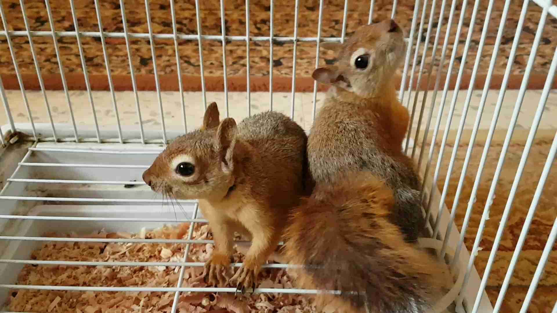 مطلوب سناجب مثل اللي في الصوره
لا تنسَ أنك شاهدت هذا الإعلان في عنكبوت
مطلوب سناجب بسعر مناسب...