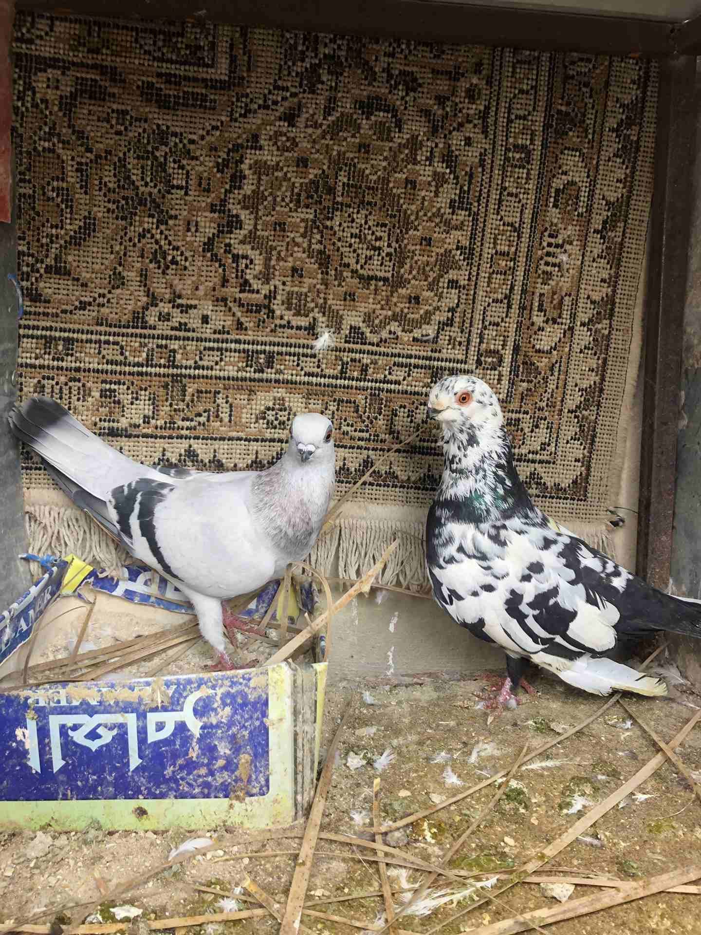 7 جواز شغاله للبيع بداعي الطفر بسعر الفجل اببلاش
لا تنسَ أنك شاهدت هذا الإعلان في عنكبوت
جوزين عم...
