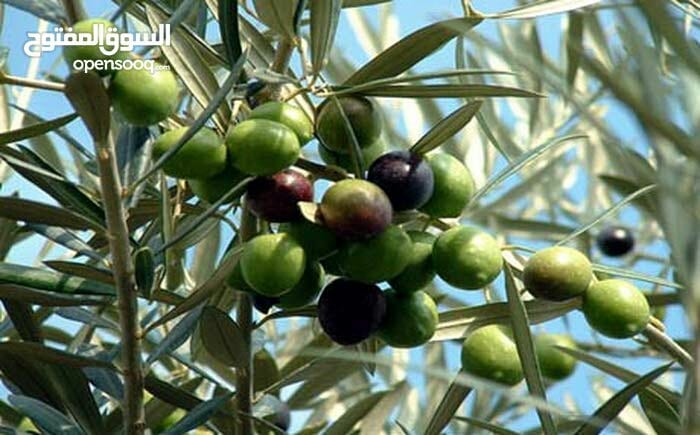 زيت جرشي مش مغشوش الله شاهد
لا تنسَ أنك شاهدت هذا الإعلان في عنكبوت
زيت زيتؤن للبيع.. رؤمي/ ب...