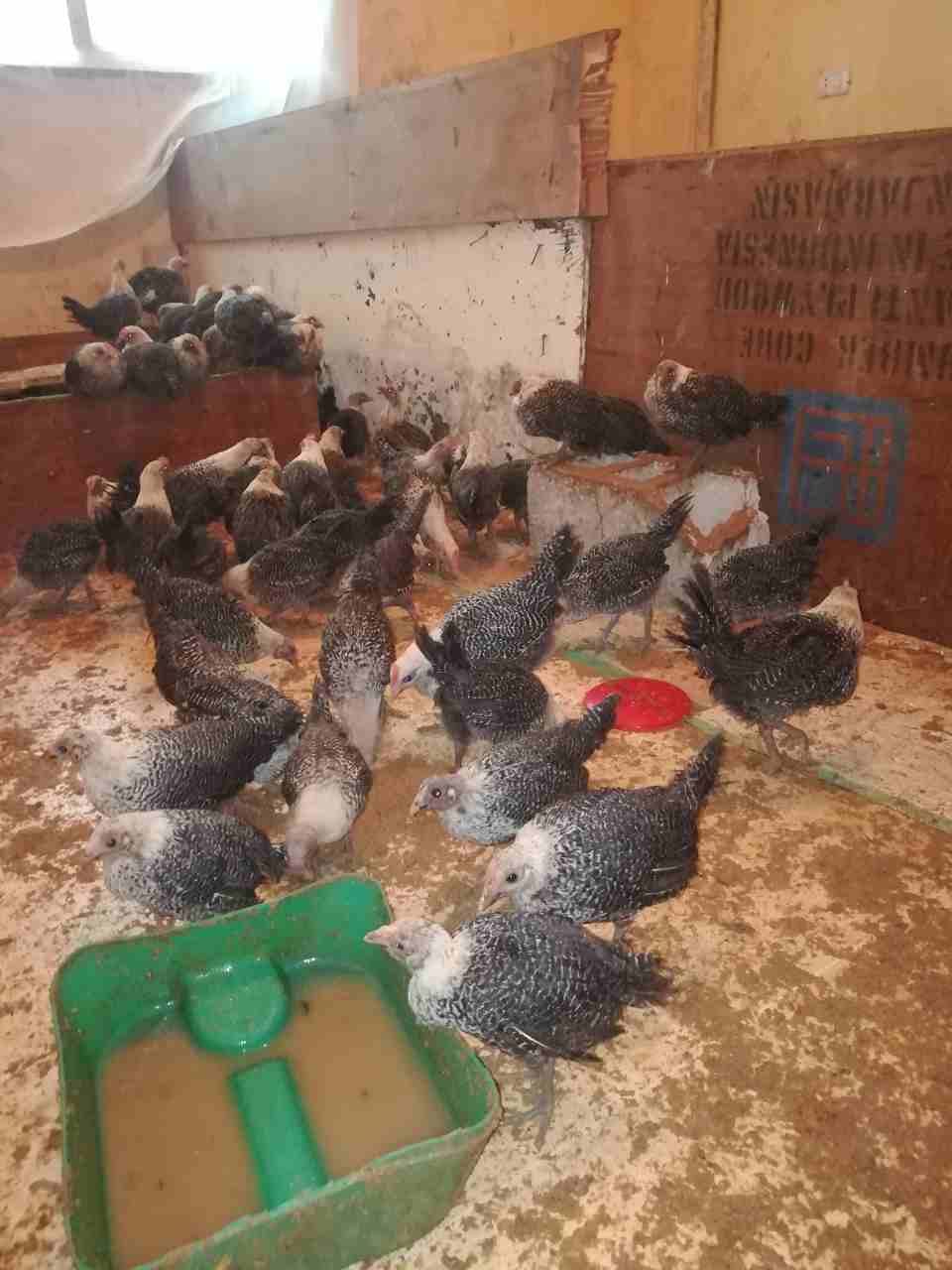 فراخ 122 حبه
لا تنسَ أنك شاهدت هذا الإعلان في عنكبوت
122 فرخه العمر شهرين...
