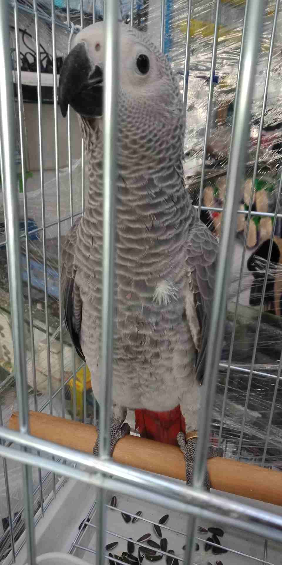 فرخ كاسكو عين سوده طمس مزرعه حجل ذهبي راس طير حجم جامبو ثوب ثلجي جناح كامل صحه
لا تنسَ أنك شاهدت هذا الإعلان في عنكبوت...
