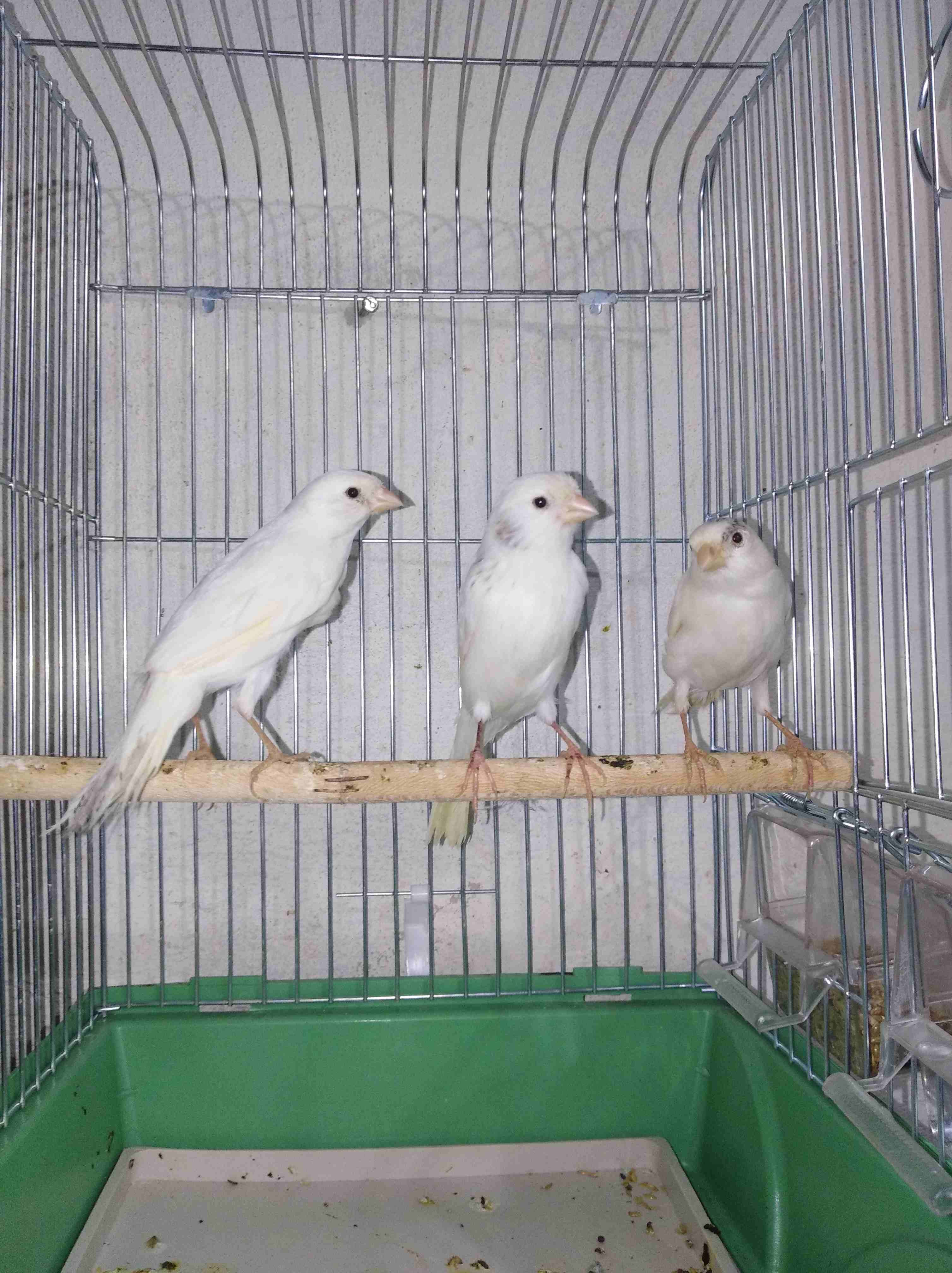 3 طوير كنارات بيض حبات طويله ورفعا حبات بلديه تنين بكريات مااااادات وحده ام فراخ
لا تنسَ أنك شاهدت هذا الإعلان في عنكبوت...