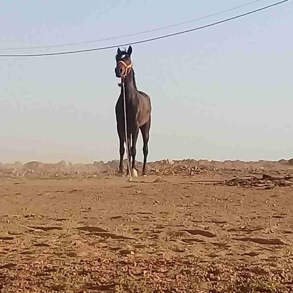 فرس للبيع
لا تنسَ أنك شاهدت هذا الإعلان في عنكبوت
فرس طيبة طيبة للبيع العمر 8 سنوات
شيخة ركوب خا...