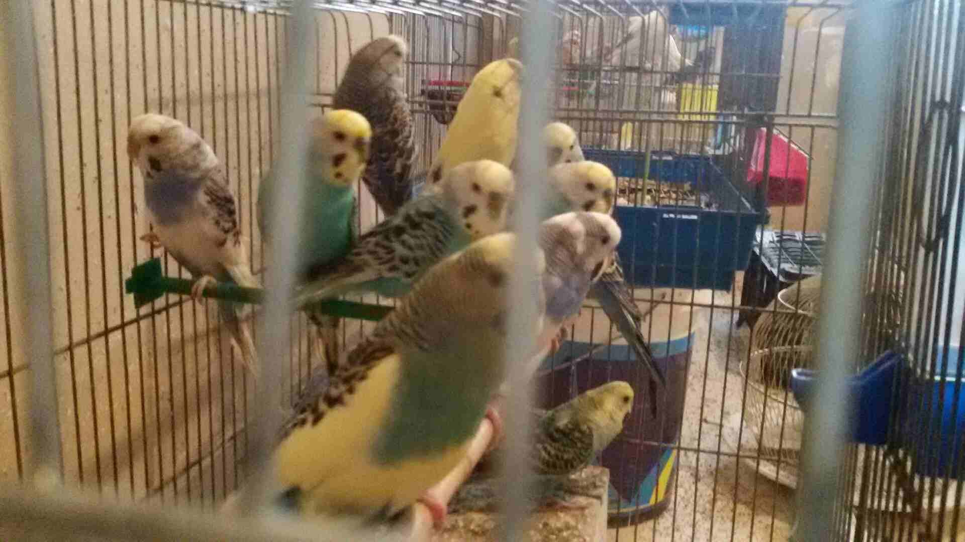 ازواج حب للبيع شغالات قابل لتفاوض
لا تنسَ أنك شاهدت هذا الإعلان في عنكبوت
للجادين فقط التصال على...