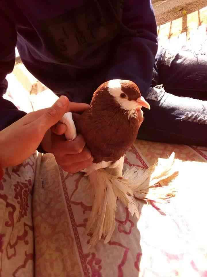 طير نفااخ
لا تنسَ أنك شاهدت هذا الإعلان في عنكبوت
للكش
ر...