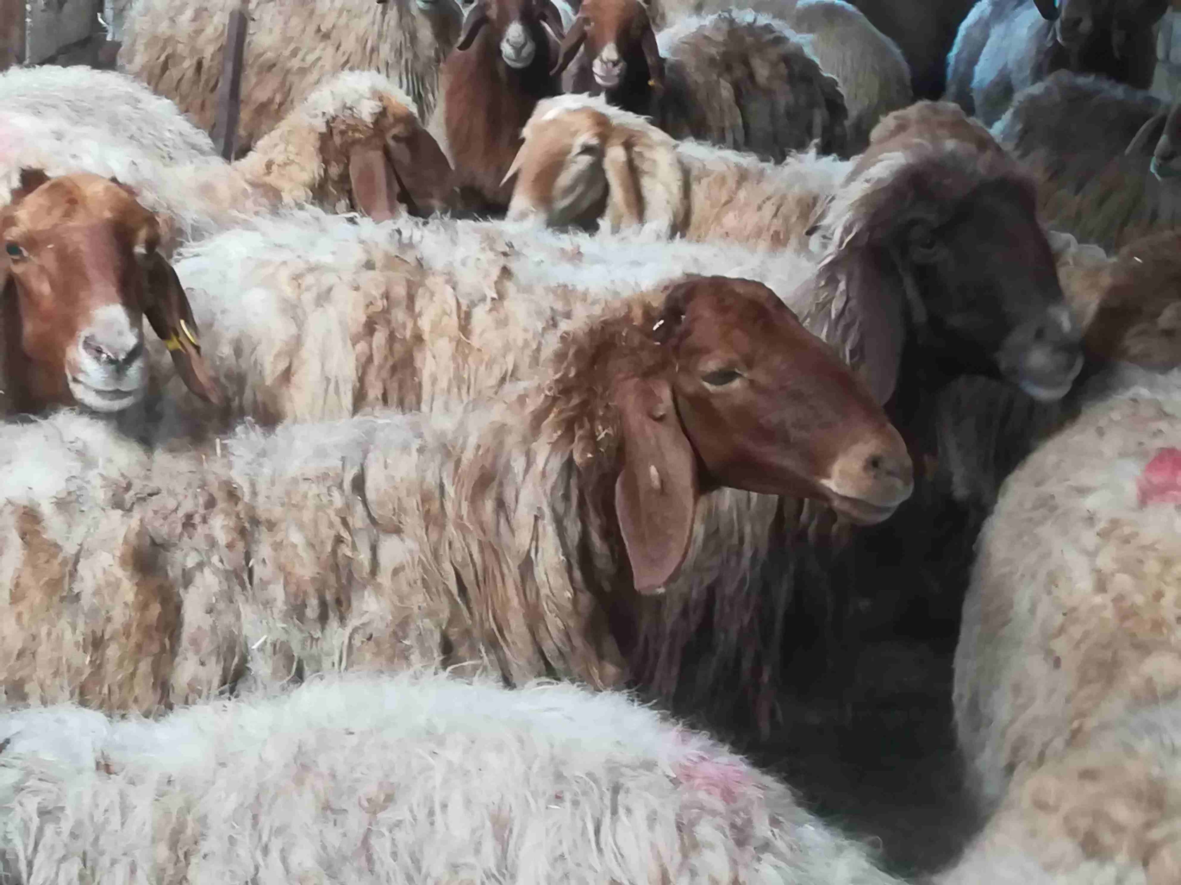 غنم معشير وا لحم
لا تنسَ أنك شاهدت هذا الإعلان في عنكبوت
غنم معشير ولحم عدد 19...