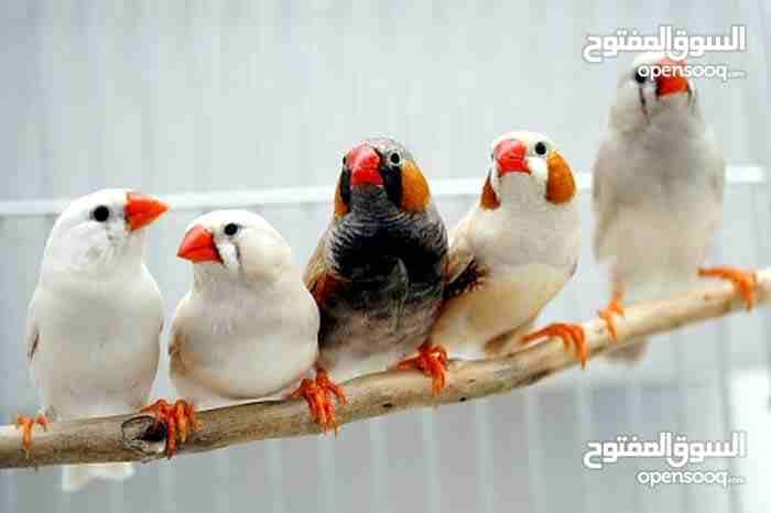 عصفور جنه عندي كميه 30 طير نهايتو دينارين ونص معاهن مطير
لا تنسَ أنك شاهدت هذا الإعلان في عنكبوت...