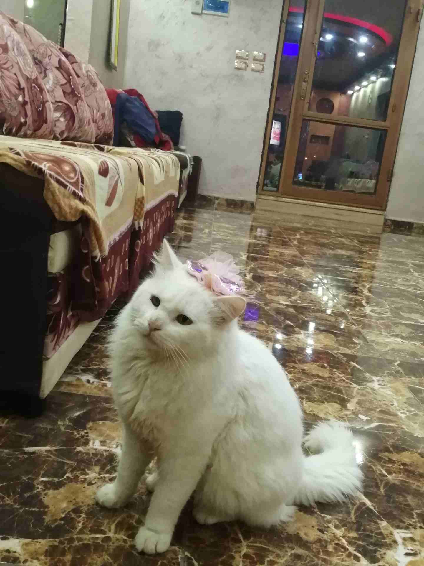 الرمثا
لا تنسَ أنك شاهدت هذا الإعلان في عنكبوت
قطه للبيع
رقم الم...