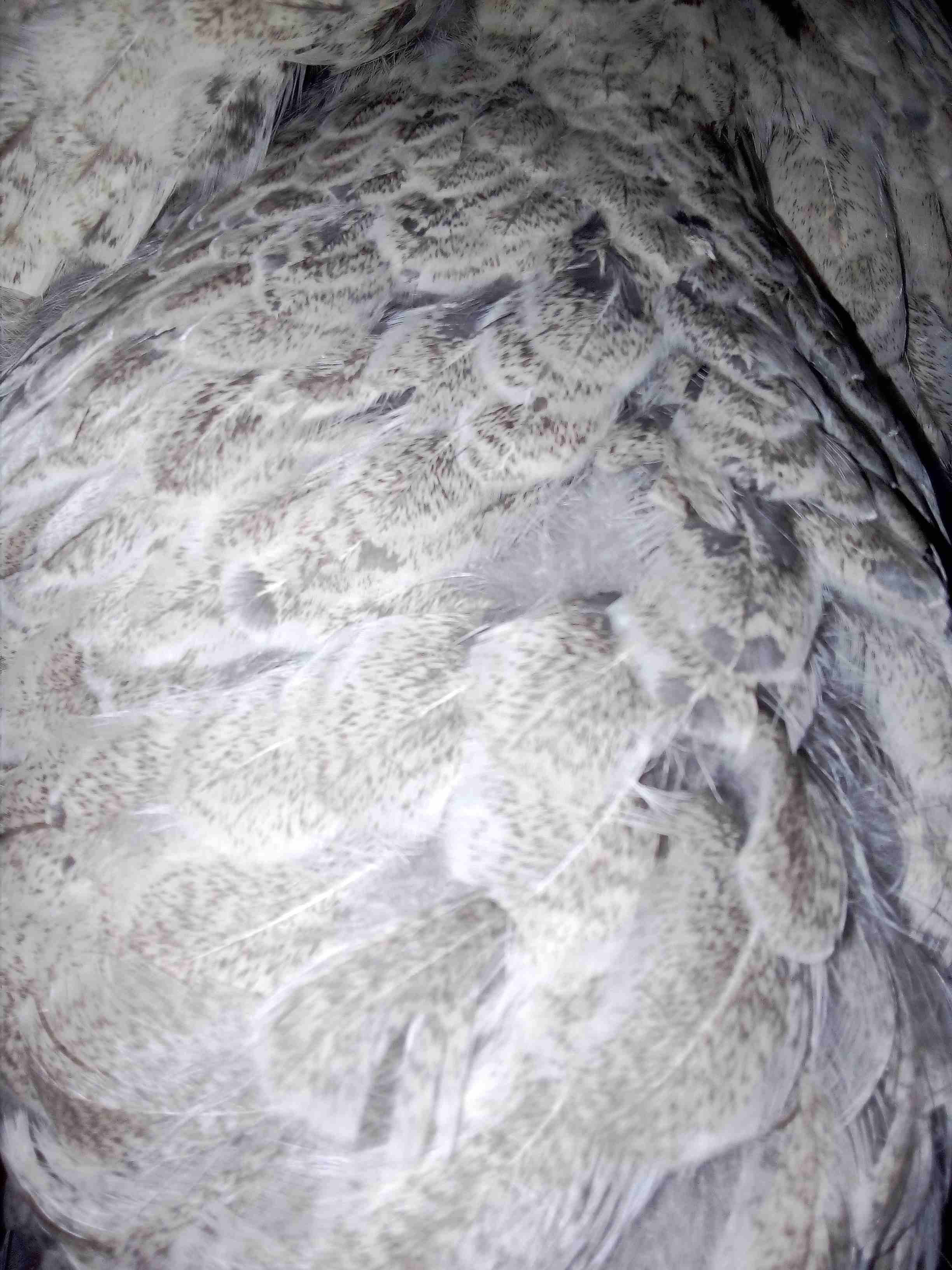 دجاج زينة (براهما) للبيع او للبدل على جوز دجاج زينة
لا تنسَ أنك شاهدت هذا الإعلان في عنكبوت
يوجد...