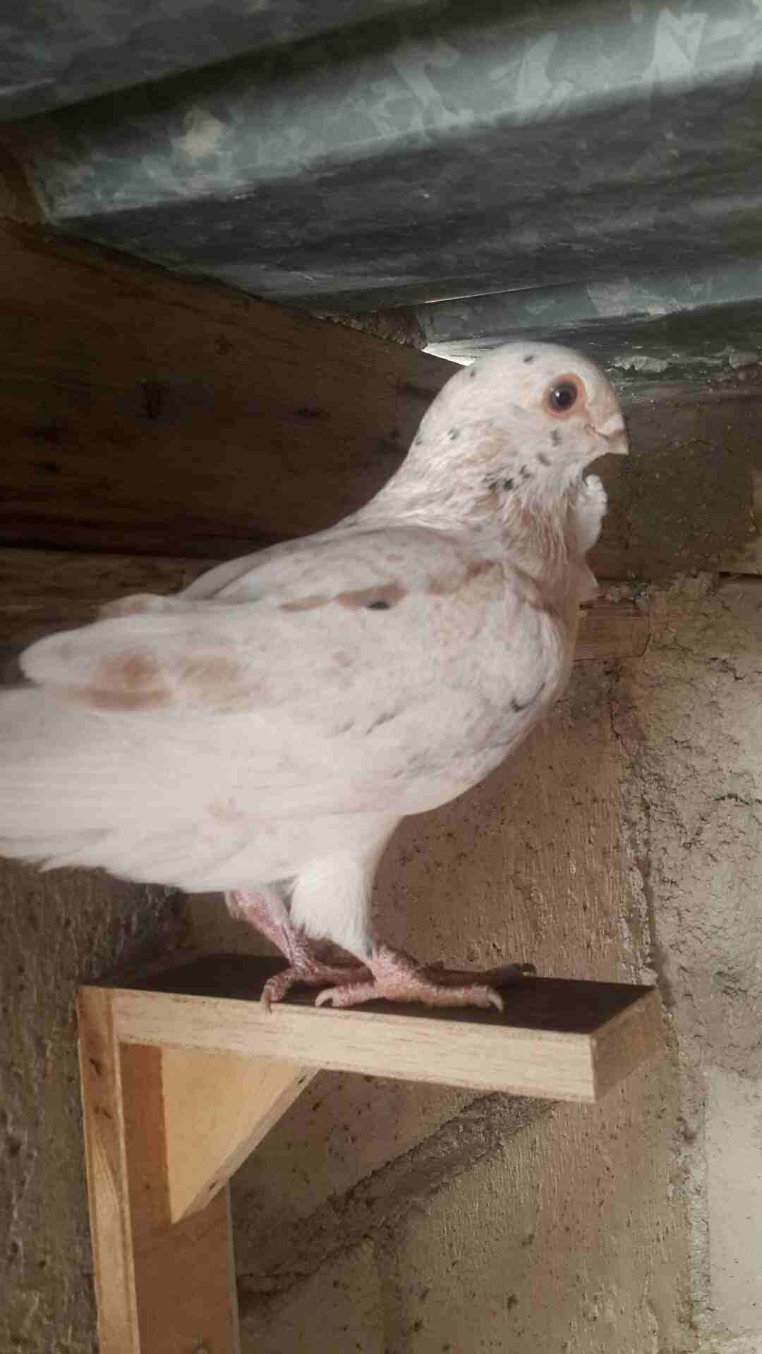 كوم فراخ للبيع فطم جديد وبواقي أنواع والوان 0796513536
لا تنسَ أنك شاهدت هذا الإعلان في عنكبوت
0796513536 الزرقاء...