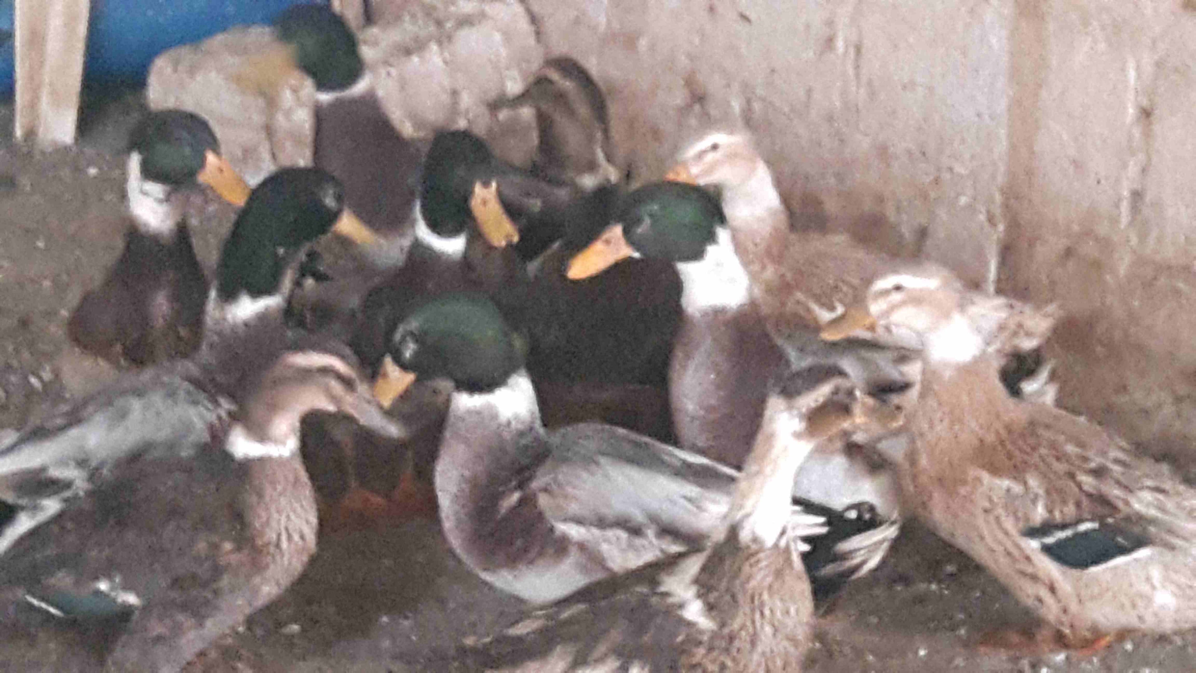 بط للبيع
لا تنسَ أنك شاهدت هذا الإعلان في عنكبوت
بط ابو حشيش للبيع
شغال6...