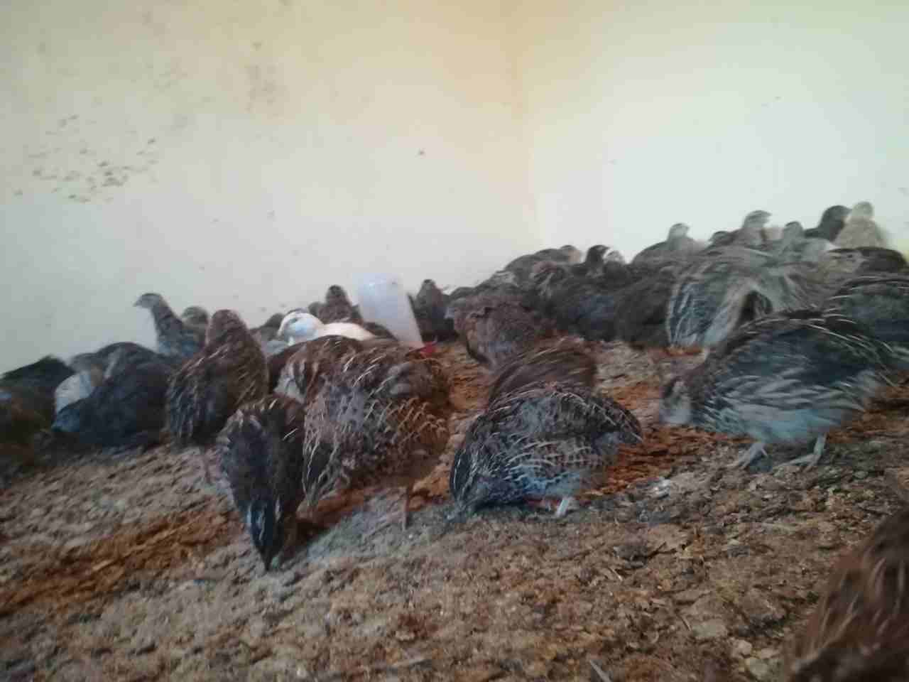 ميه وثلاثين جوز فري جامبو حبه نخب
لا تنسَ أنك شاهدت هذا الإعلان في عنكبوت
فري جامبو...
