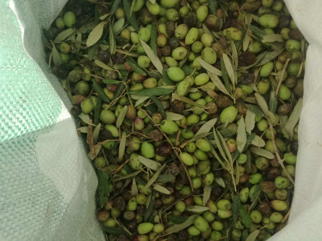 زيت الزيتون بلدي مكفول 100/100
لا تنسَ أنك شاهدت هذا الإعلان في عنكبوت
زيت الزيتون بلدي مكفول...