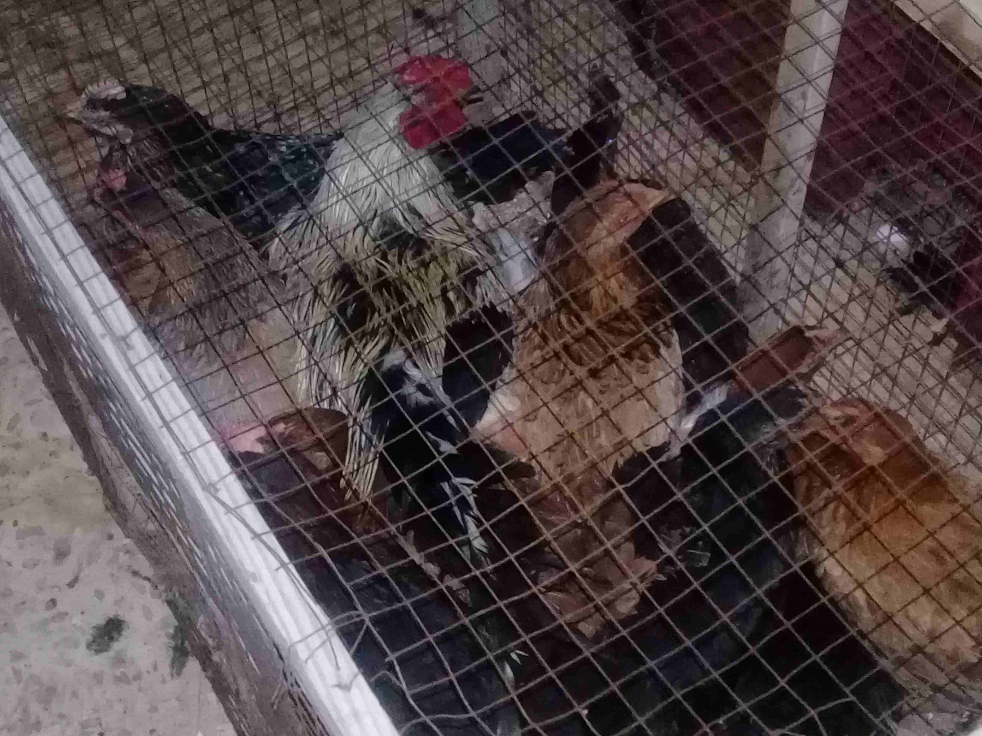دجاج بلدي وجاج بندوق باكستاني
لا تنسَ أنك شاهدت هذا الإعلان في عنكبوت
45 جاجه للبيع...