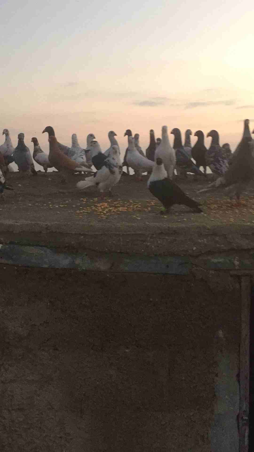حمام كش طايره بالسلط
لا تنسَ أنك شاهدت هذا الإعلان في عنكبوت
قطعه حمام مشكلات قصات وعساكر وحمام ح...