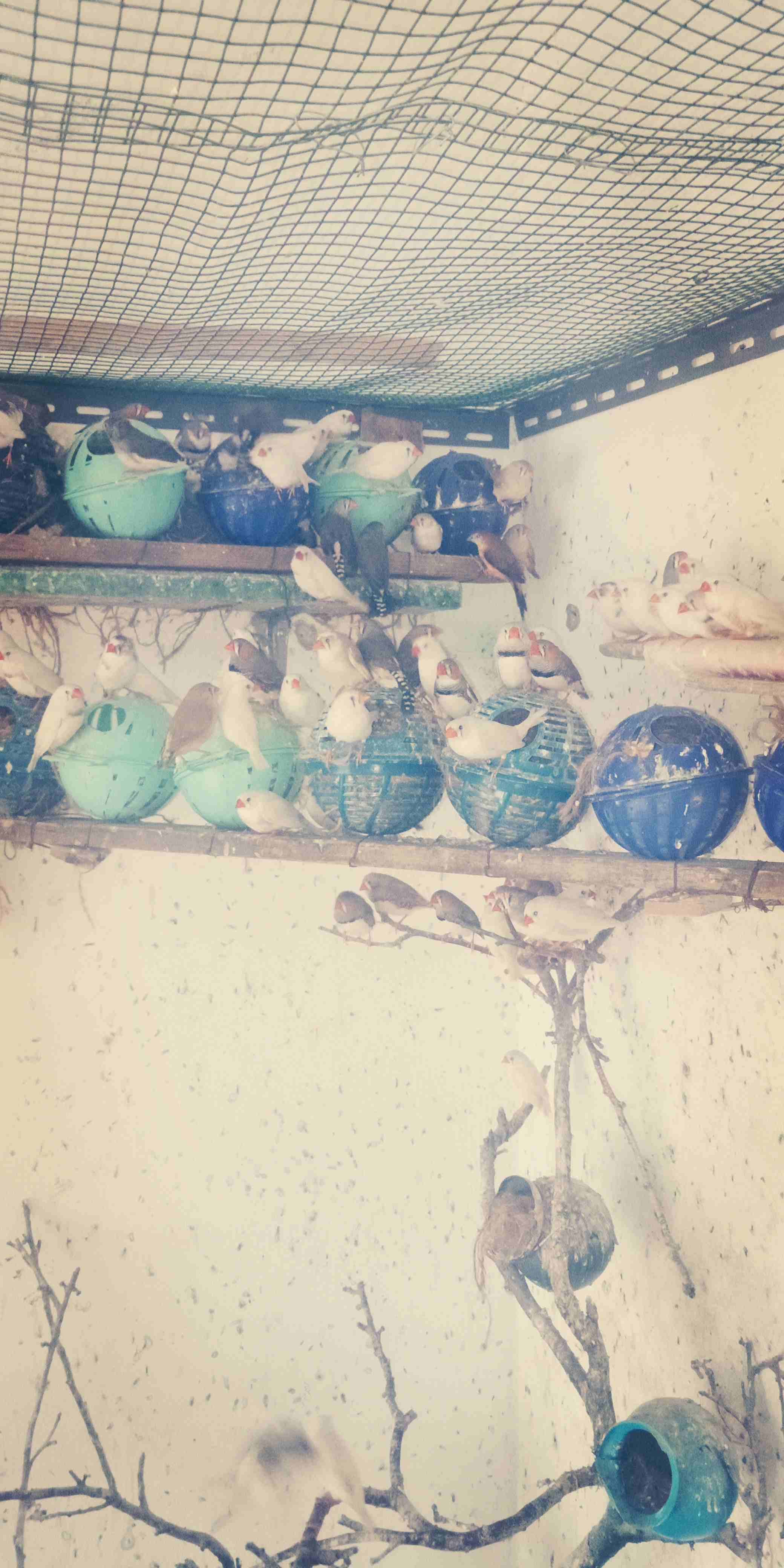 طيور الجنه صلات النبي صحه وحجم كله تحتيه بيض وفراخ اكثره لون ابيض البيع كوم فقط
لا تنسَ أنك شاهدت هذا الإعلان في عنكبوت...