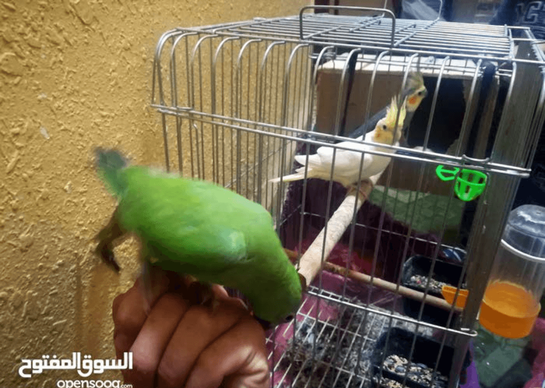 للبدل للبيع
لا تنسَ أنك شاهدت هذا الإعلان في عنكبوت
جوز كوكتيل تحتو اربع بيضات
دره عمر 7اشهر اليف...