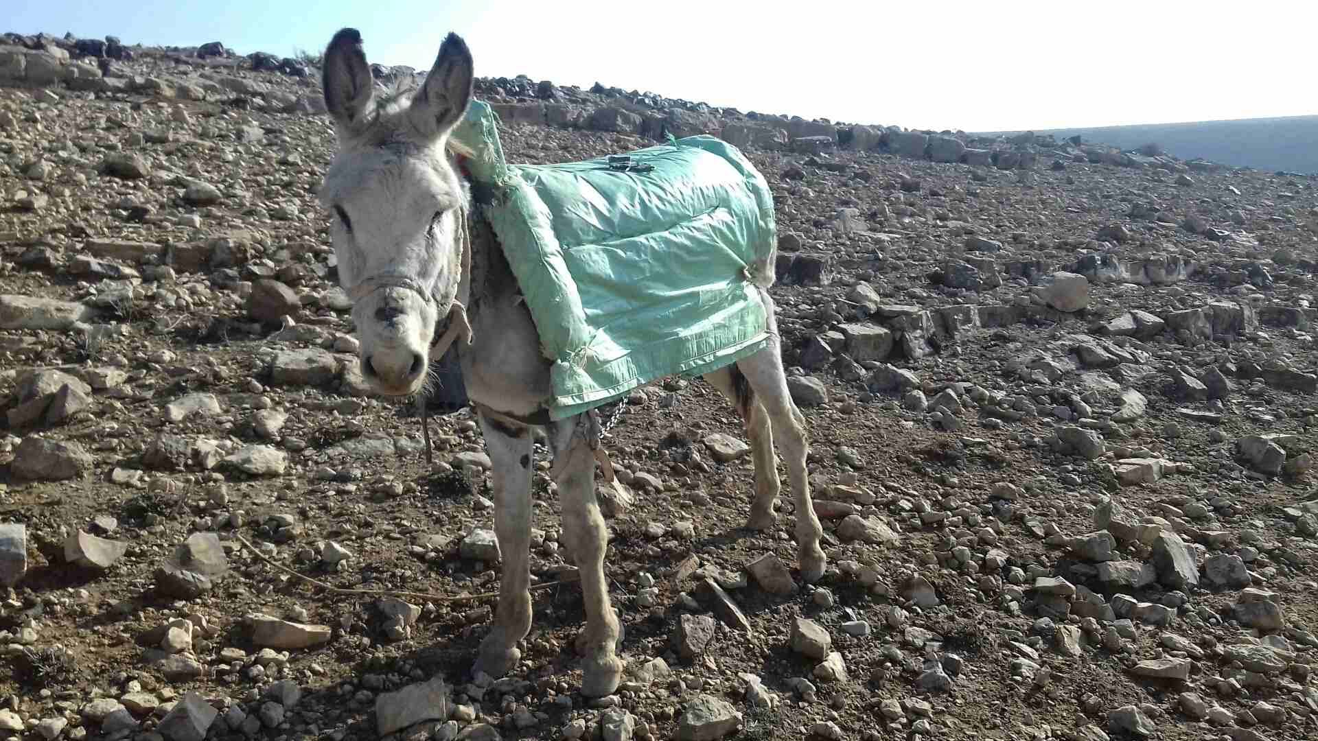 حمار غنم
لا تنسَ أنك شاهدت هذا الإعلان في عنكبوت
لجادين فقط. فقط...