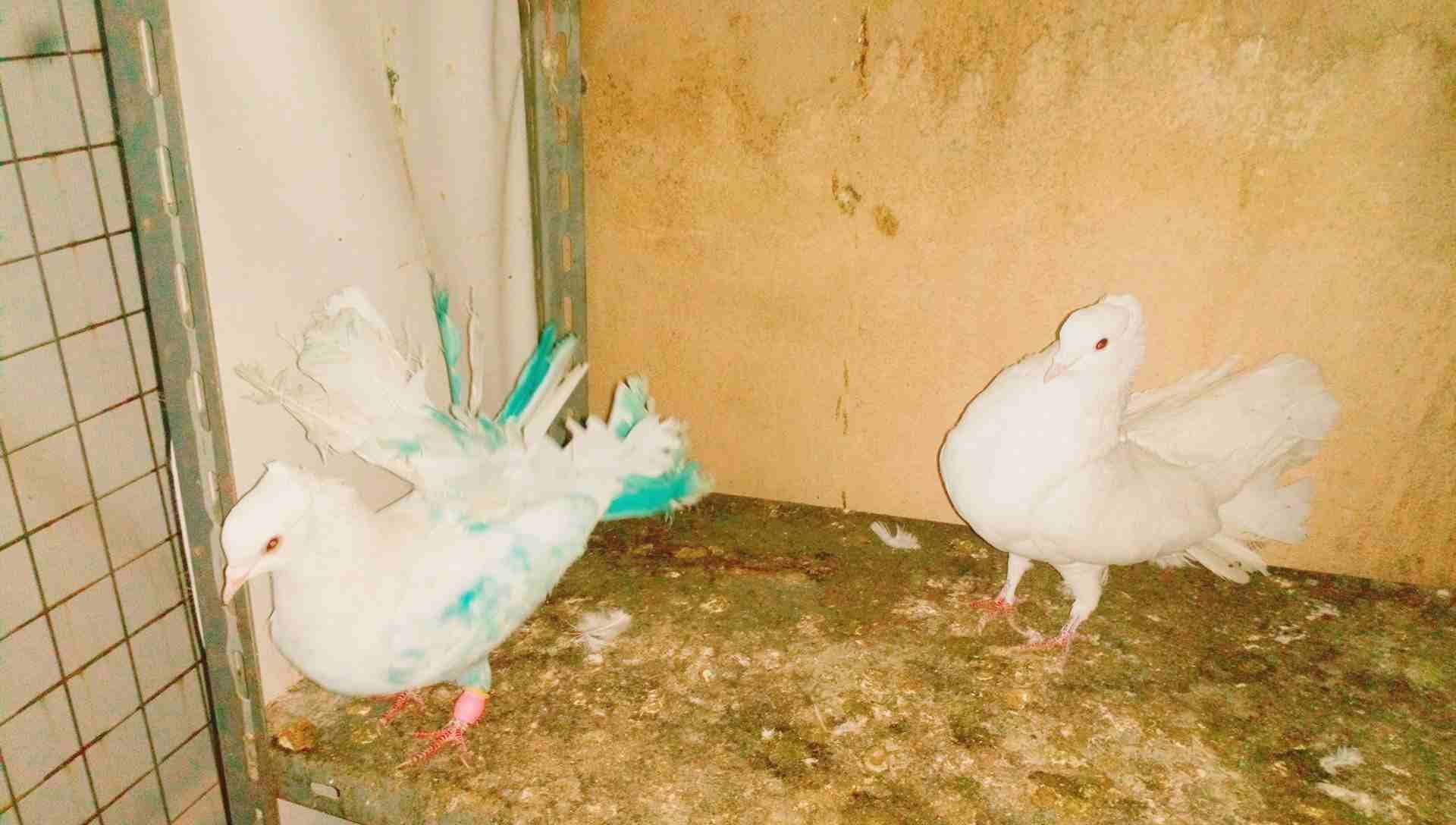 حمام زق وفراخخ
لا تنسَ أنك شاهدت هذا الإعلان في عنكبوت
حمام كش وزق وفراخخ...