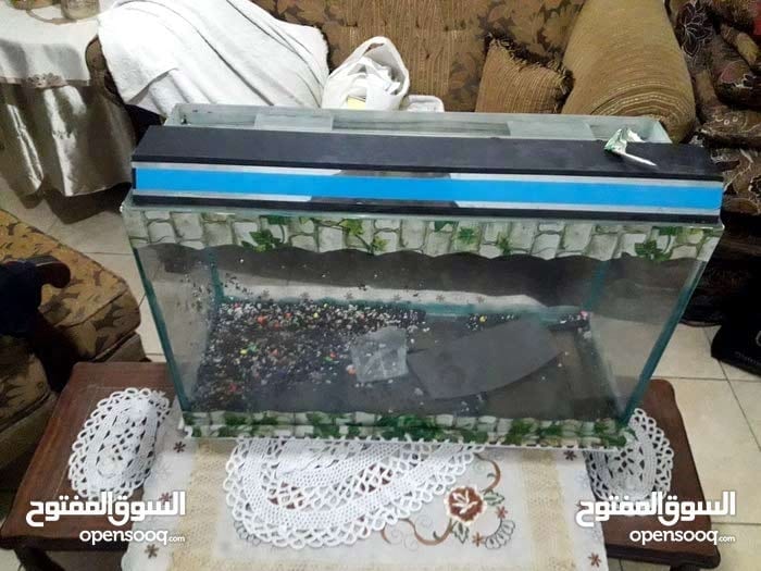 حوض سمك الزينه دفاي للمياه فلتر كبير مضخه هواء للزينه علبه للفراخ
لا تنسَ أنك شاهدت هذا الإعلان في عنكبوت...