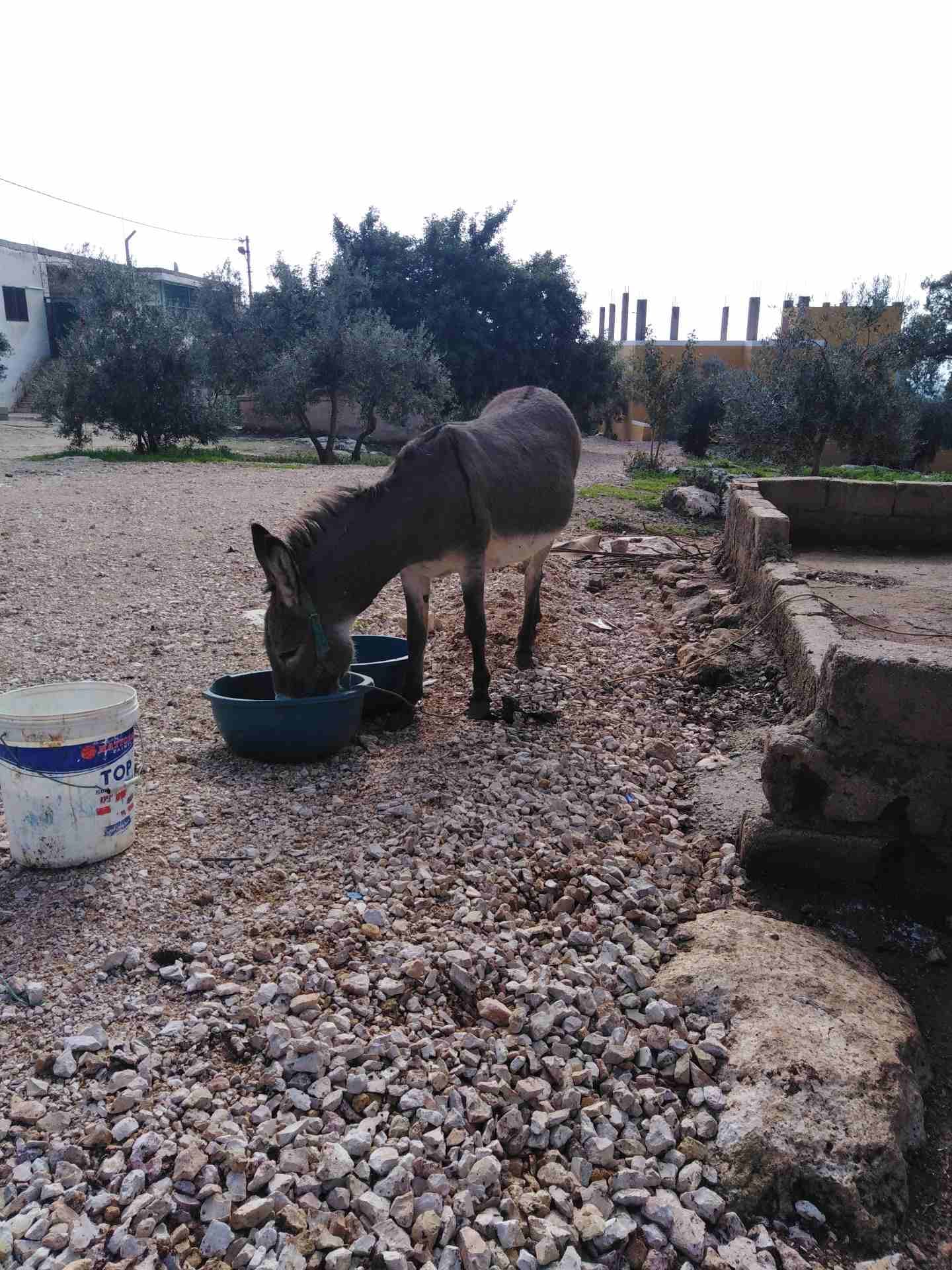 حماره حراثه
لا تنسَ أنك شاهدت هذا الإعلان في عنكبوت
حماره البيع حراثه ميه بلاميه...
