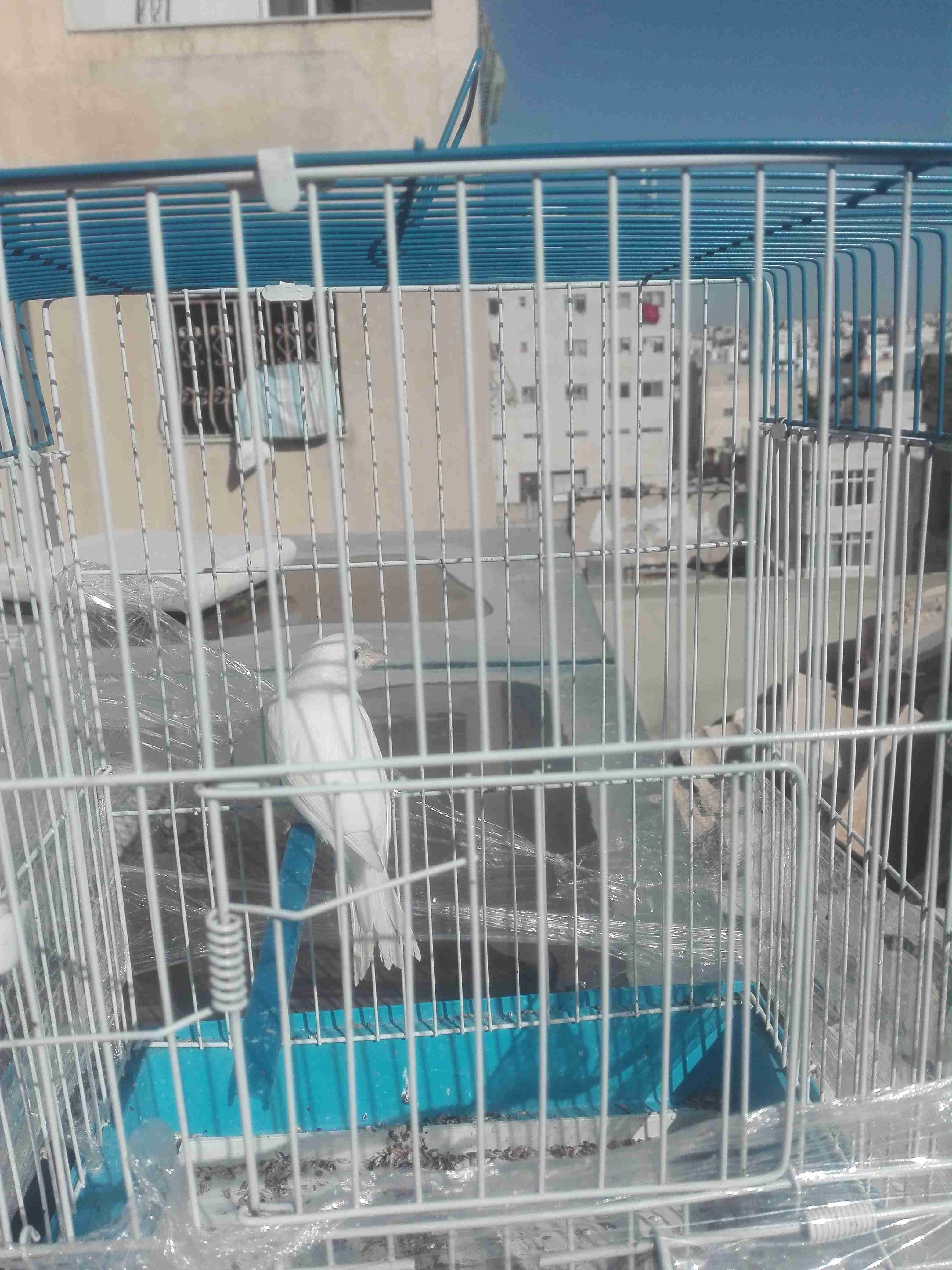 فحل ابيض
لا تنسَ أنك شاهدت هذا الإعلان في عنكبوت
فحل لون أبيض تلجي مغنى السعر 25 مع قفص التسل...