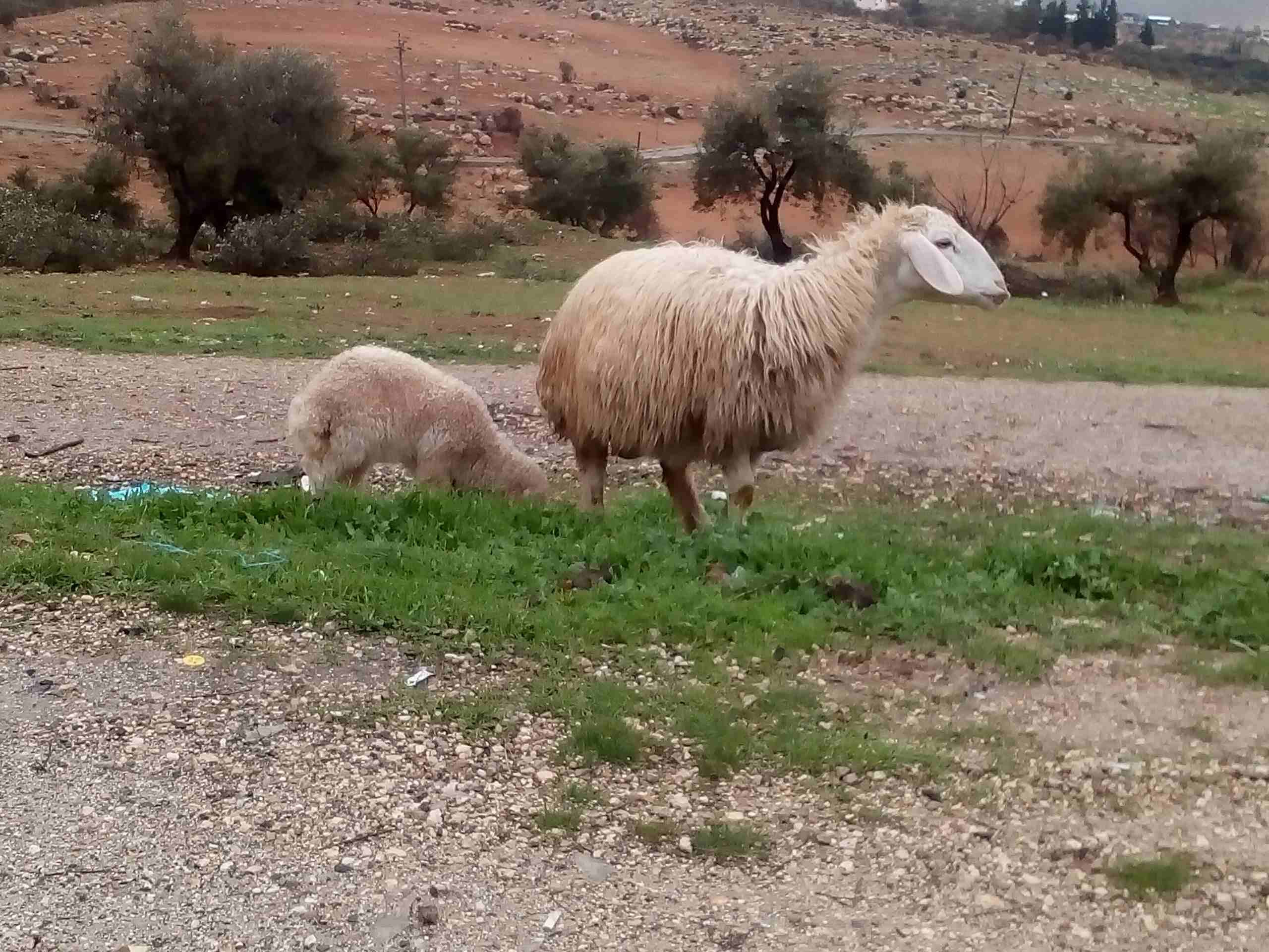 جرش طريق ازرقا
لا تنسَ أنك شاهدت هذا الإعلان في عنكبوت
نعجه'مع بنتها'نخب عمر 4سنوات...