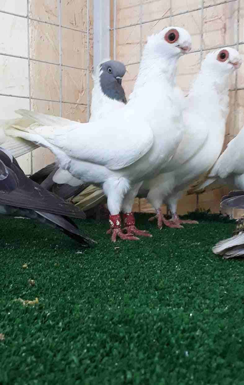 جواز مخاليف وفحول وطواير للبيع
لا تنسَ أنك شاهدت هذا الإعلان في عنكبوت
جواز بولندي
جواز اصطمبولي...