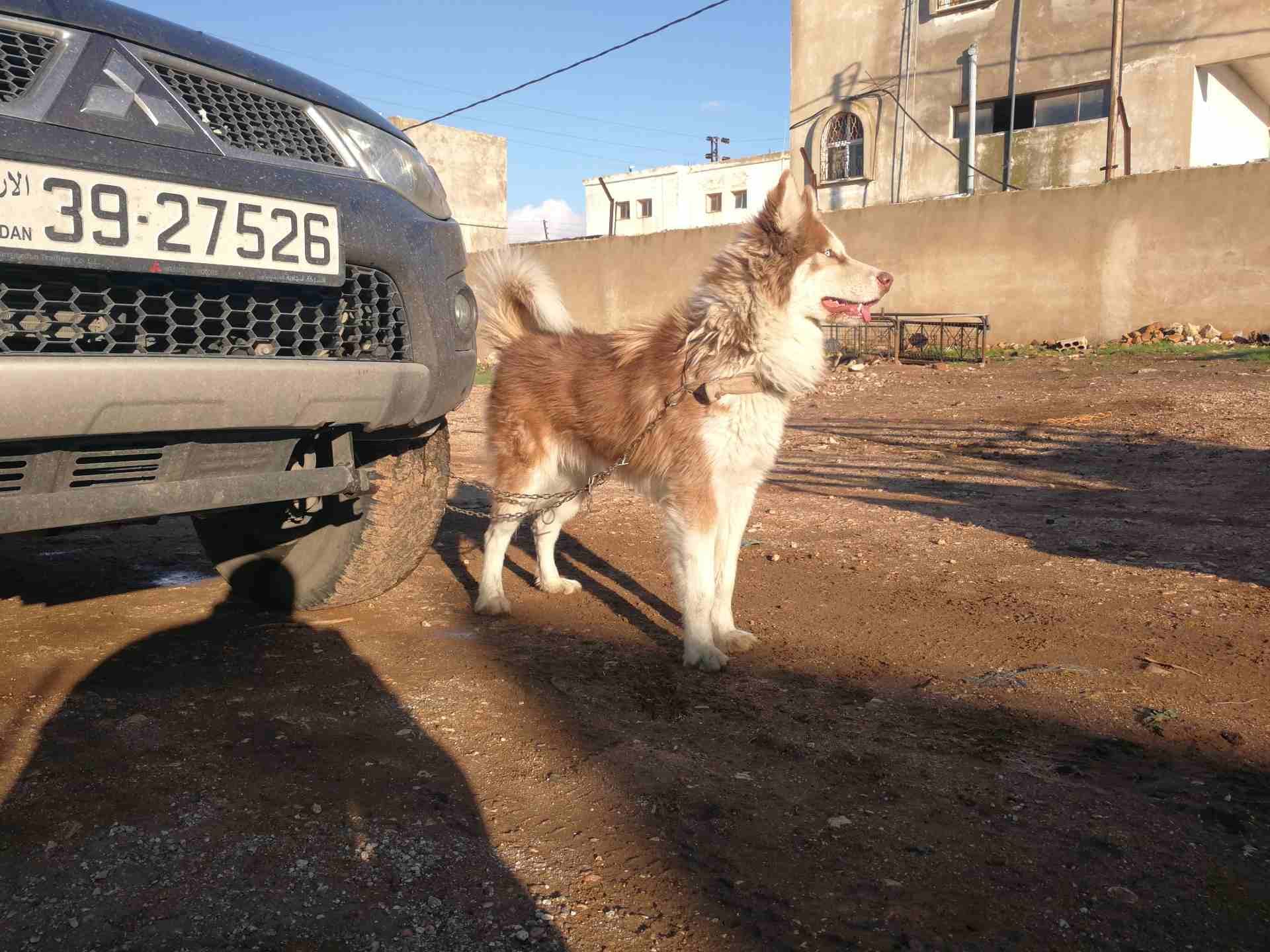 هاسكي مالموت للحجم ضخم شعر طويل روت وايلر جامبو بوز افطس
لا تنسَ أنك شاهدت هذا الإعلان في عنكبوت...