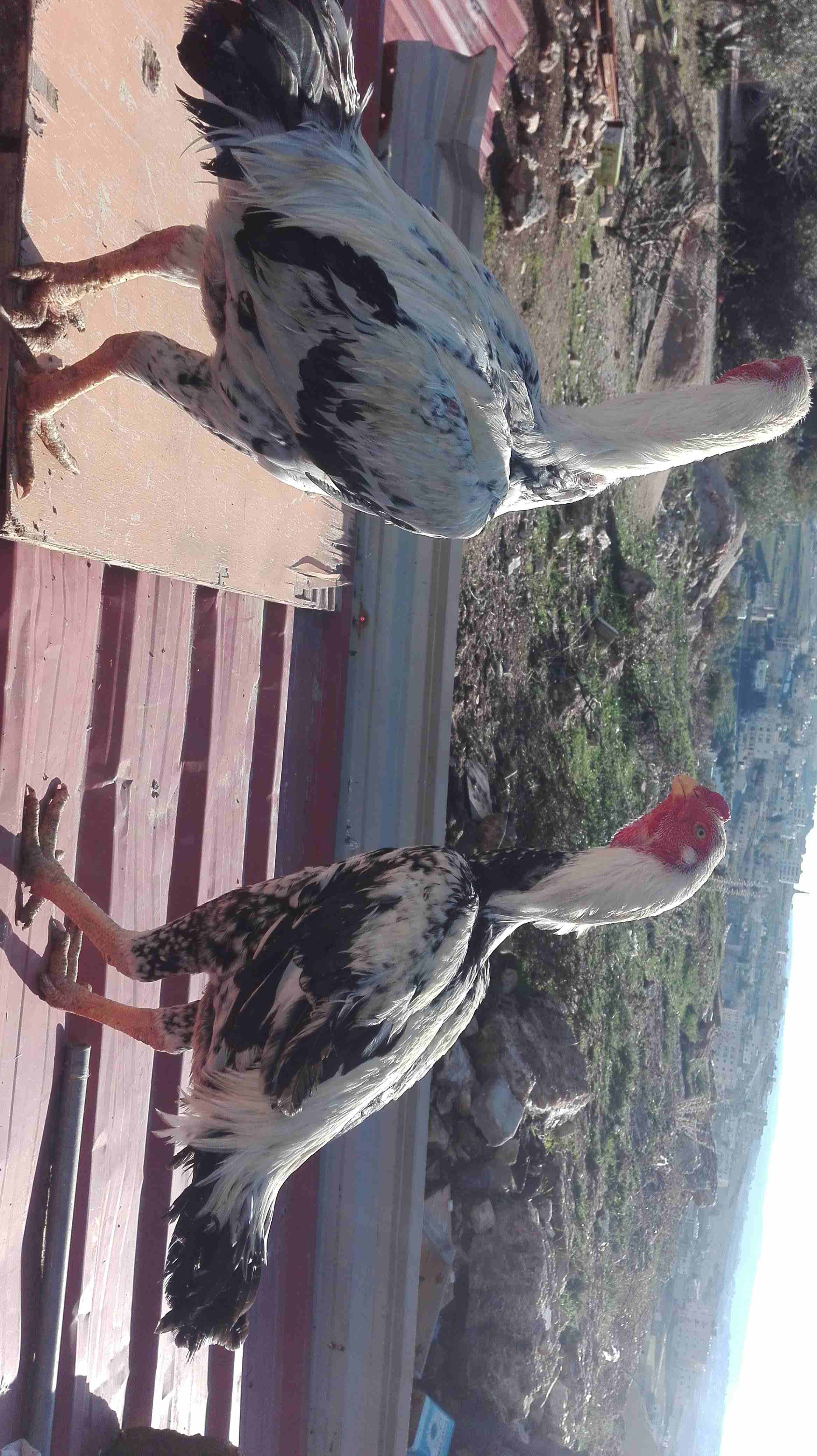 طقم حجازي
لا تنسَ أنك شاهدت هذا الإعلان في عنكبوت
طقم اول خيرهم عمرهم 11شهر نخب...