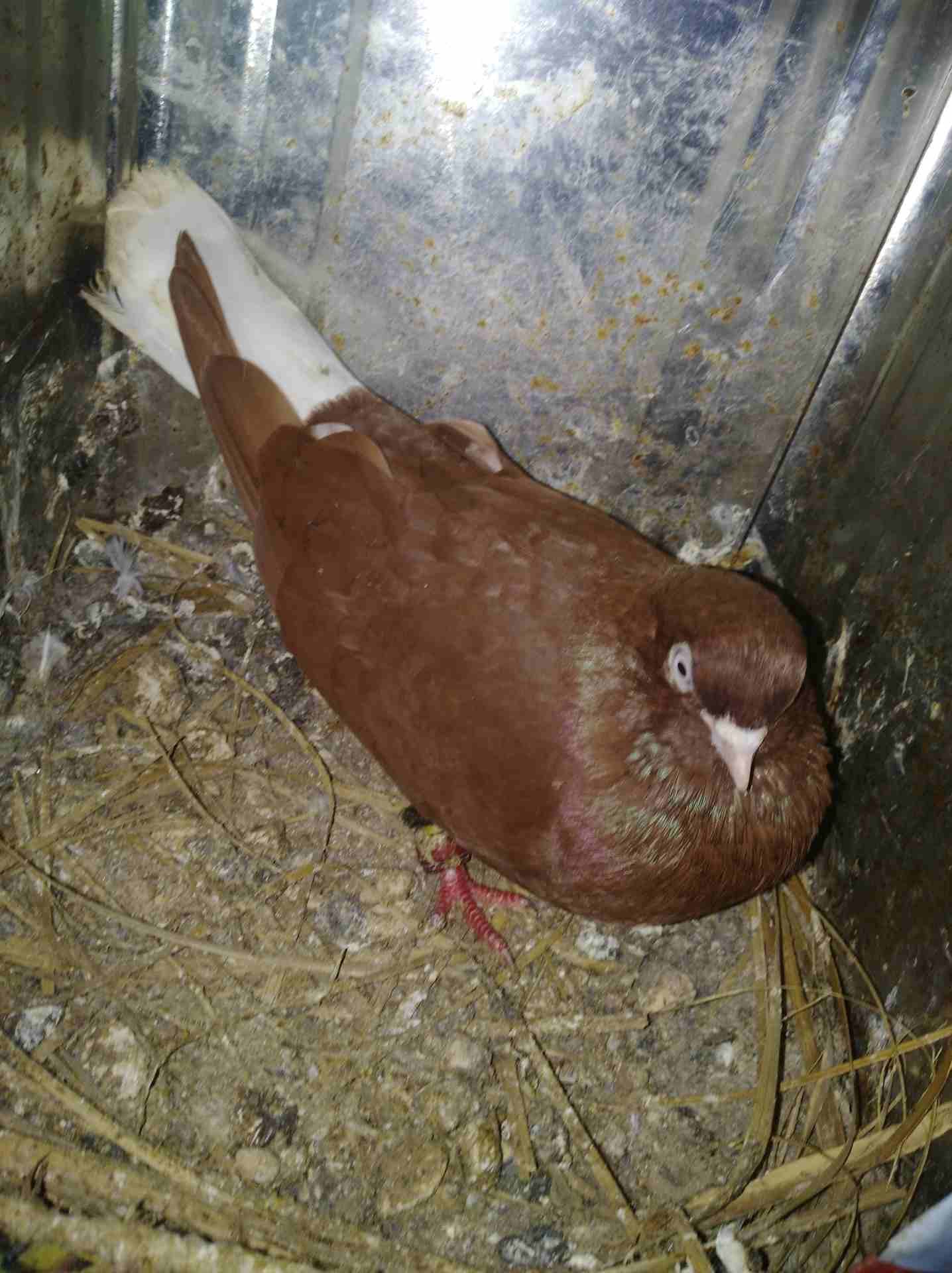 جواز للبيع بسعر حرق الزرقاء الهاشميه
لا تنسَ أنك شاهدت هذا الإعلان في عنكبوت
جواز كلو شغال معو فر...