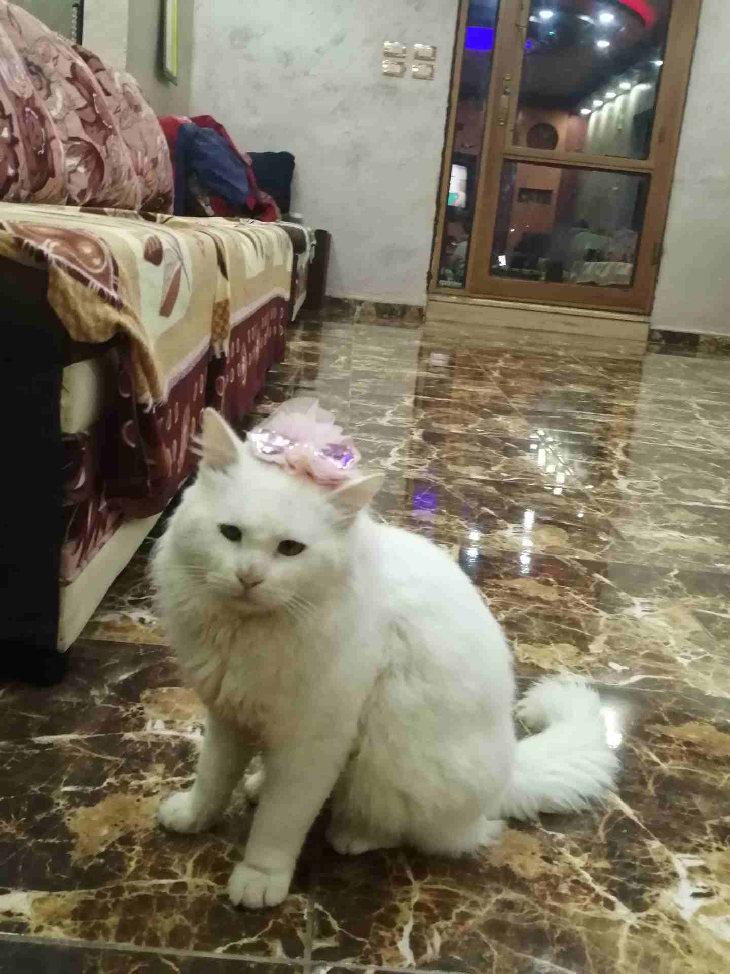 الرمثا
لا تنسَ أنك شاهدت هذا الإعلان في عنكبوت
قطه للبيع
رقم الم...