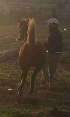 خيل للبيع
لا تنسَ أنك شاهدت هذا الإعلان في عنكبوت
حصان عمره 4 شهور ابن غيلان0798508955
ر...